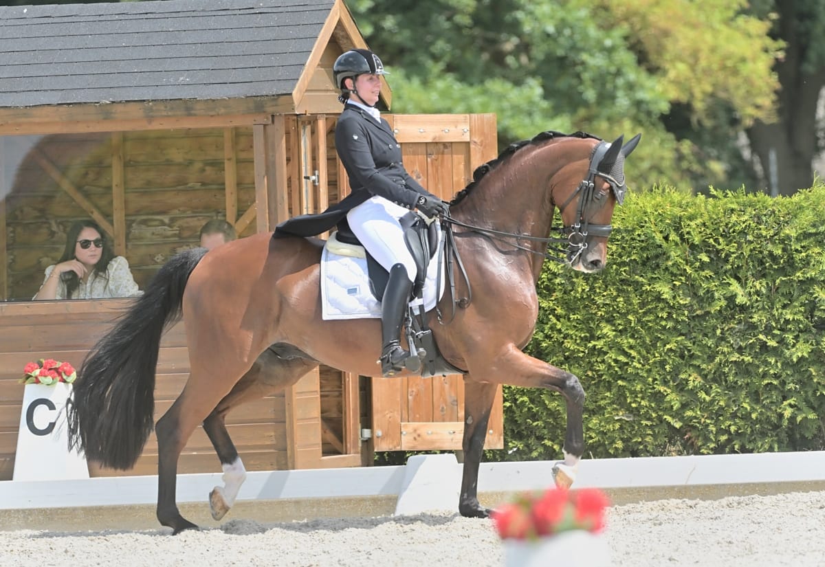 10 y.o. GP Gelding