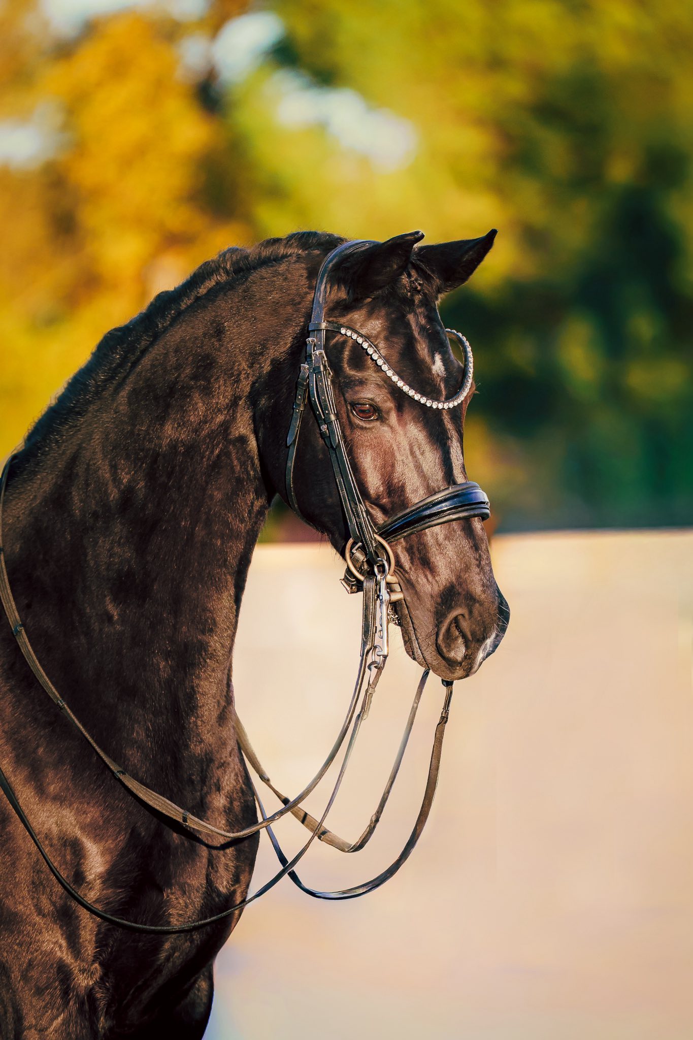 14 y.o. PSG Mare by Rousseau