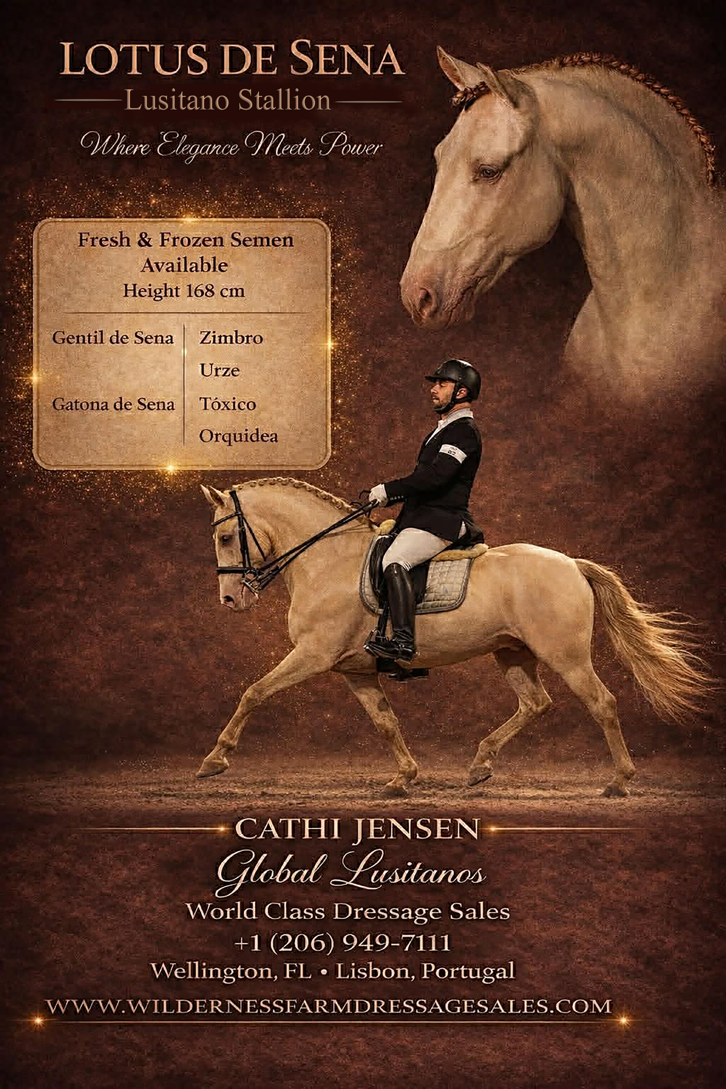 11 y.o. cremello Dressage Stallion