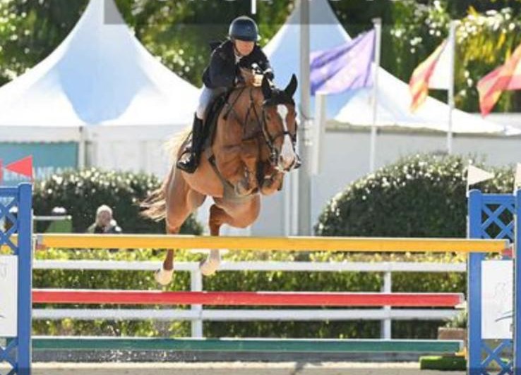 10 y.o. Amazing Jumping Mare by SINGULAR LS LA SILLA