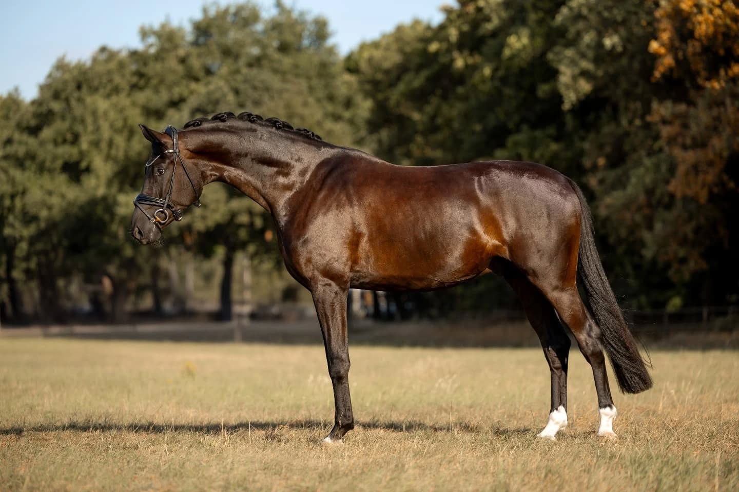 5 y.o. Dressage TOP quality Gelding
