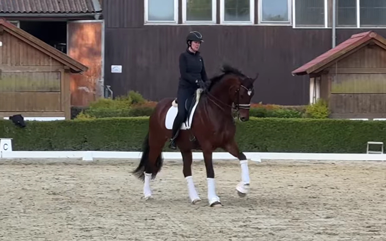 8 y.o. PSG Dressage Mare