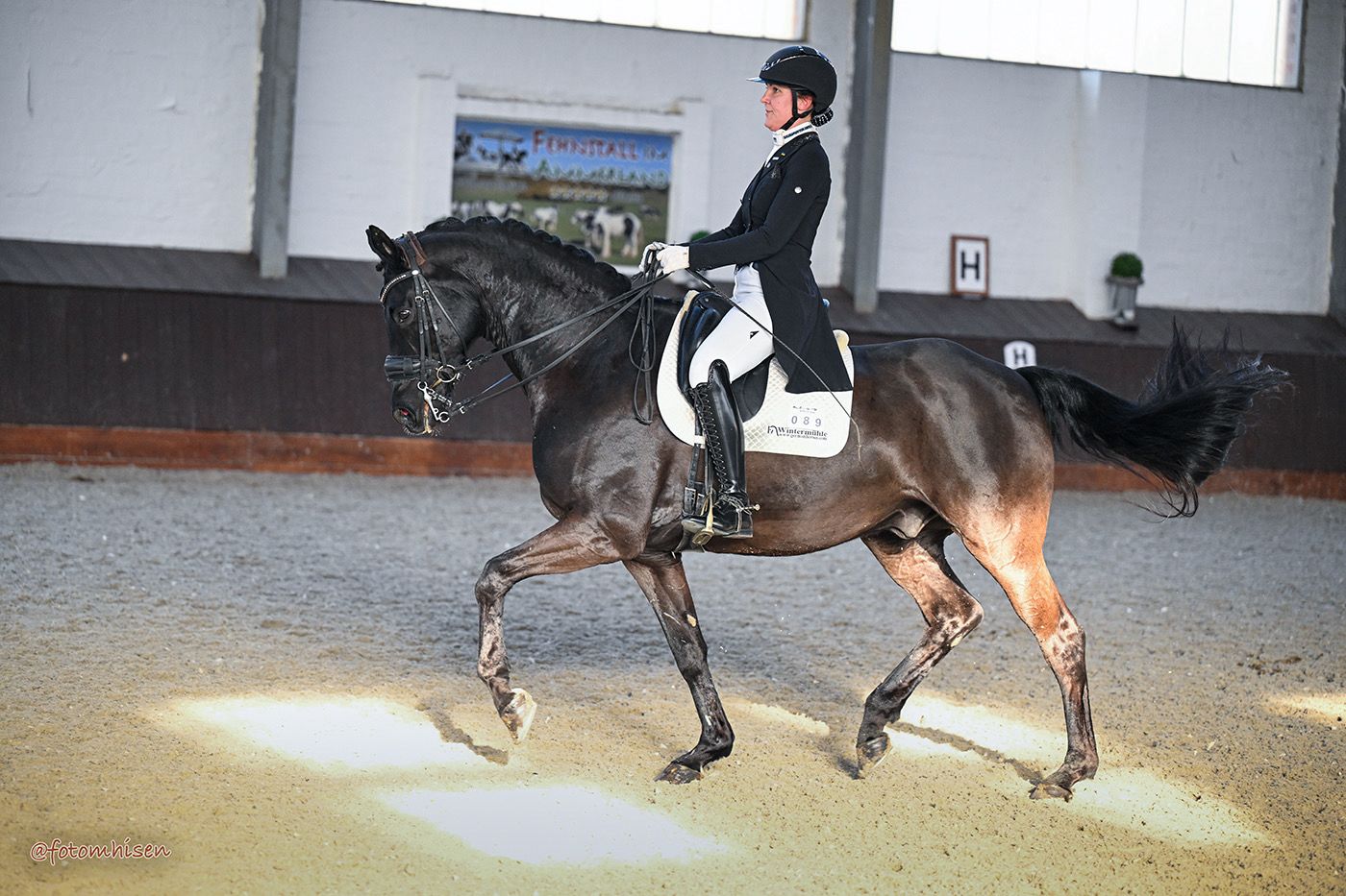 11 y.o. PSG beautiful gelding