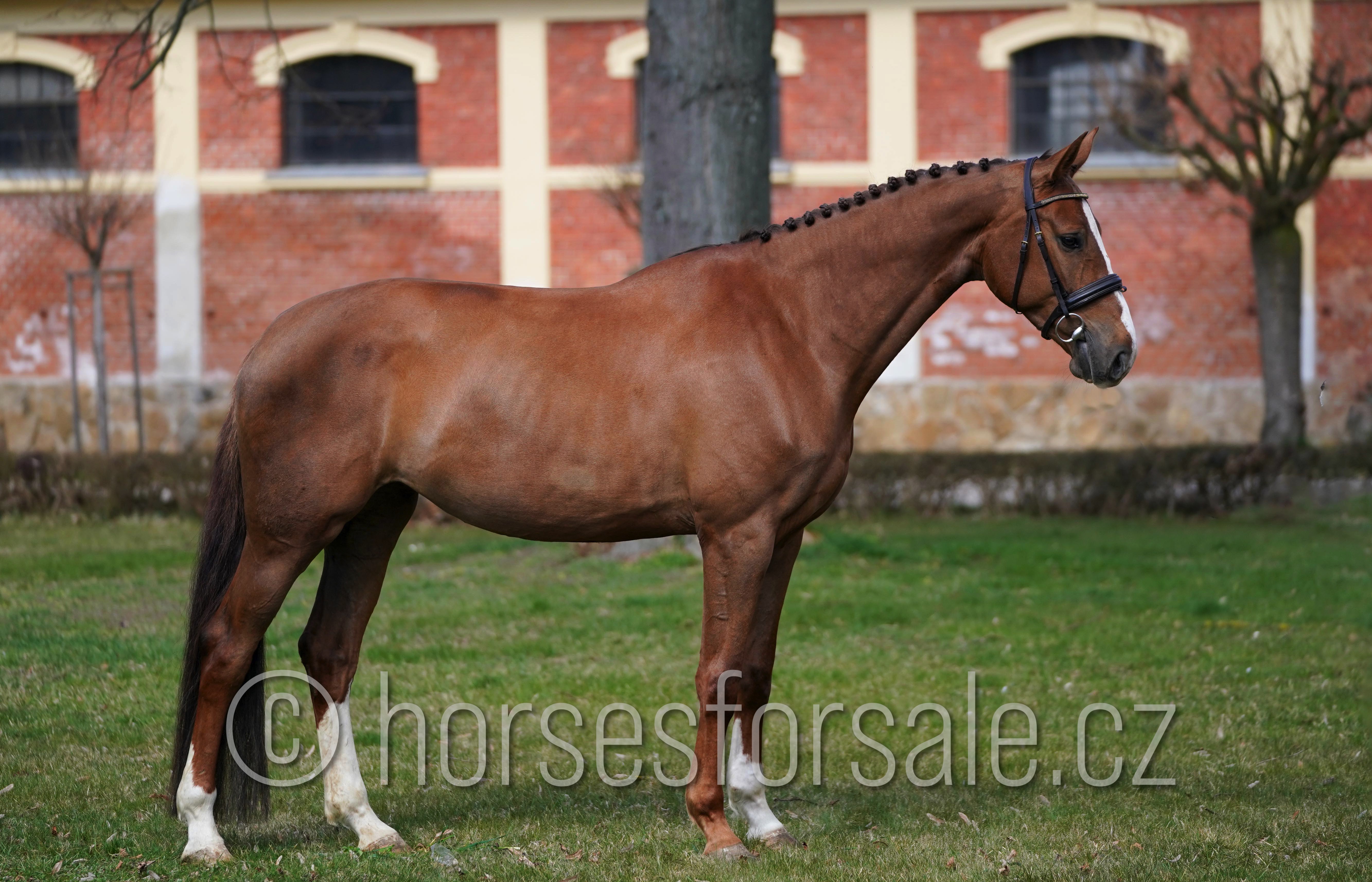 outstanding mare,  Untouchable x Contender