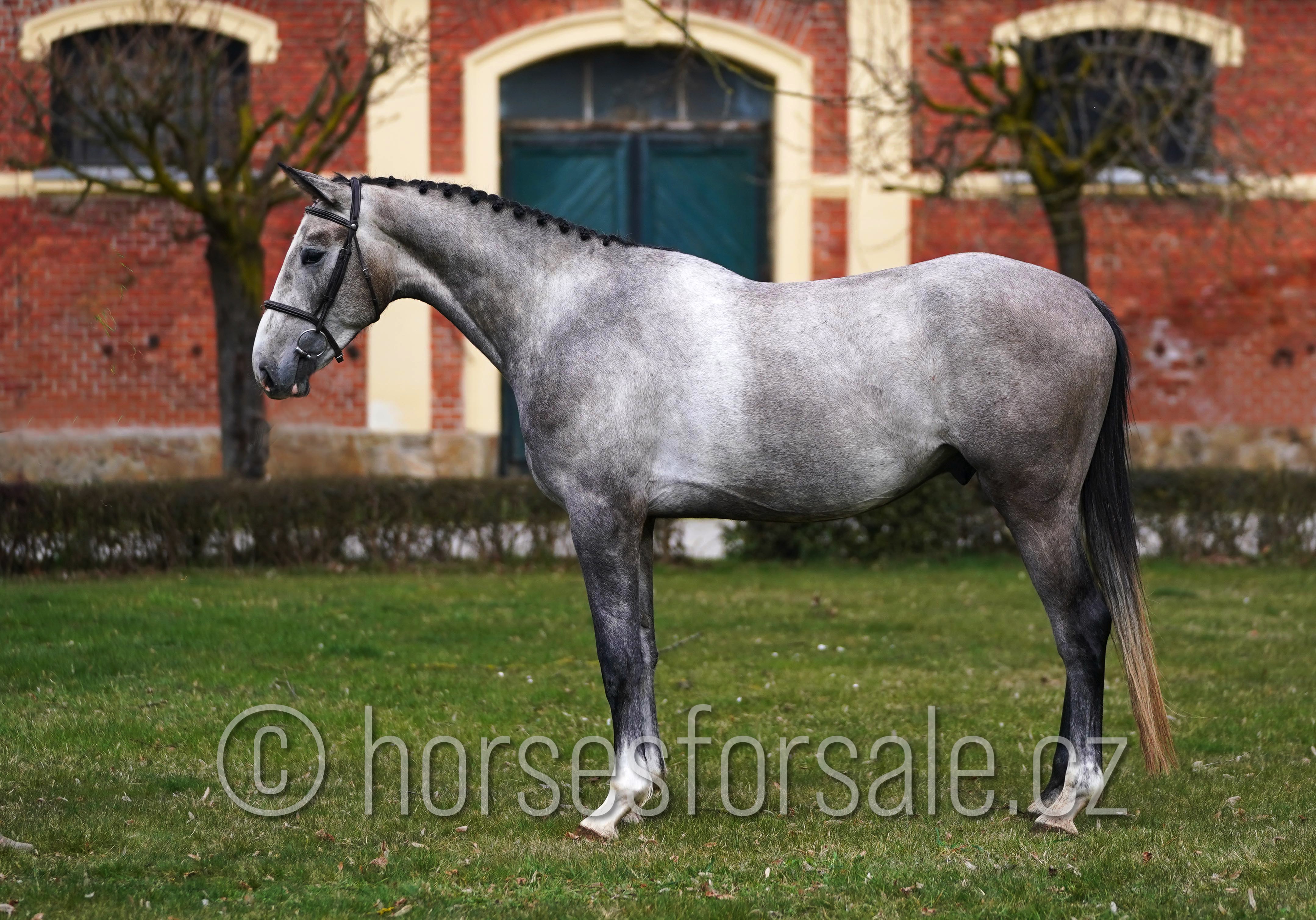 4 y.o. grey Jumping Gelding