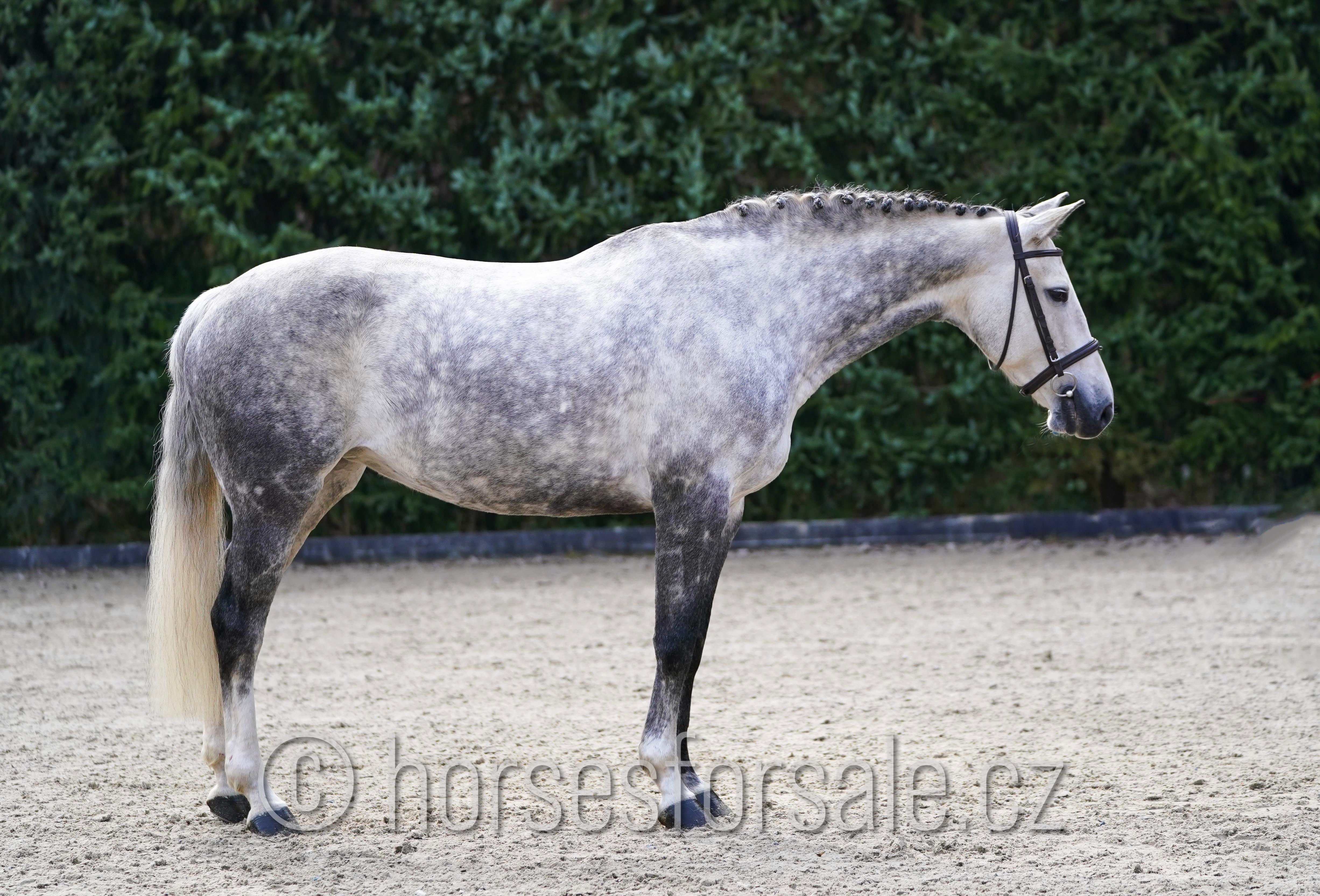 11 y.o. grey Jumping Mare