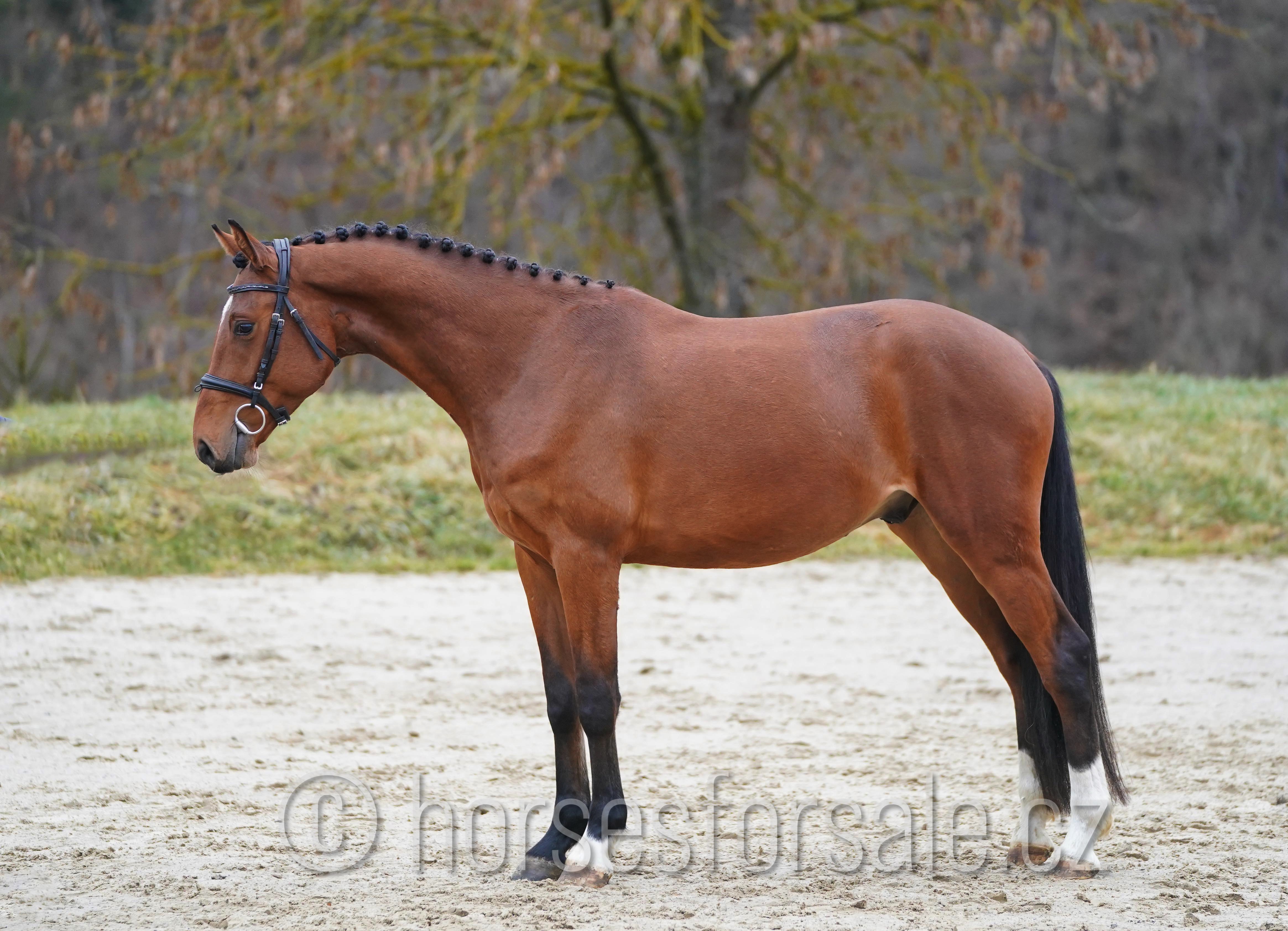 4 y.o. bay Hunting Gelding