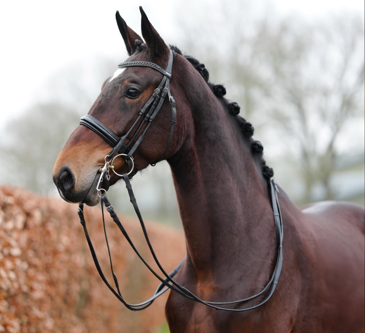 6 y.o. bay Dressage Mare
