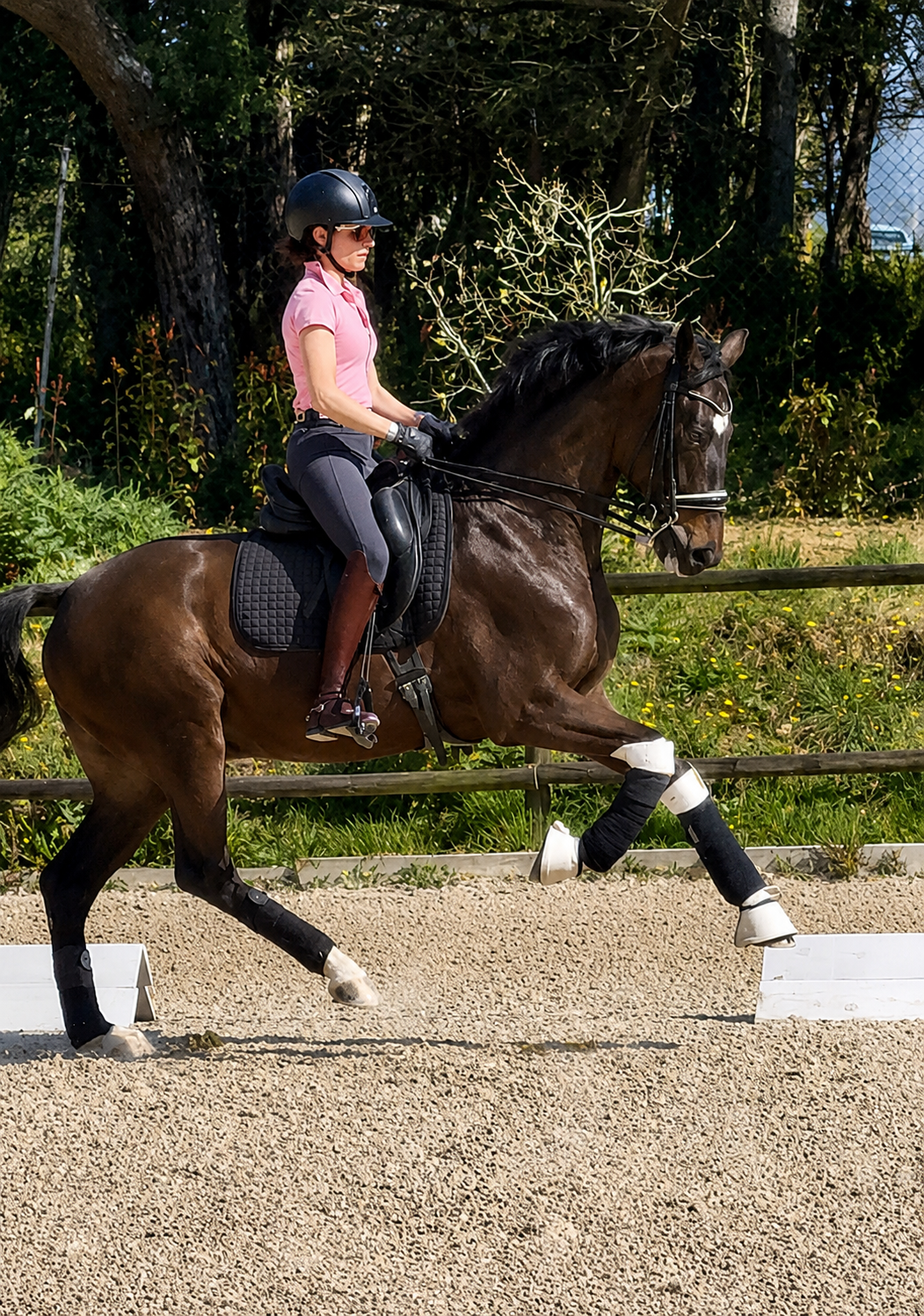 6 y.o. Gelding with spectacular canter