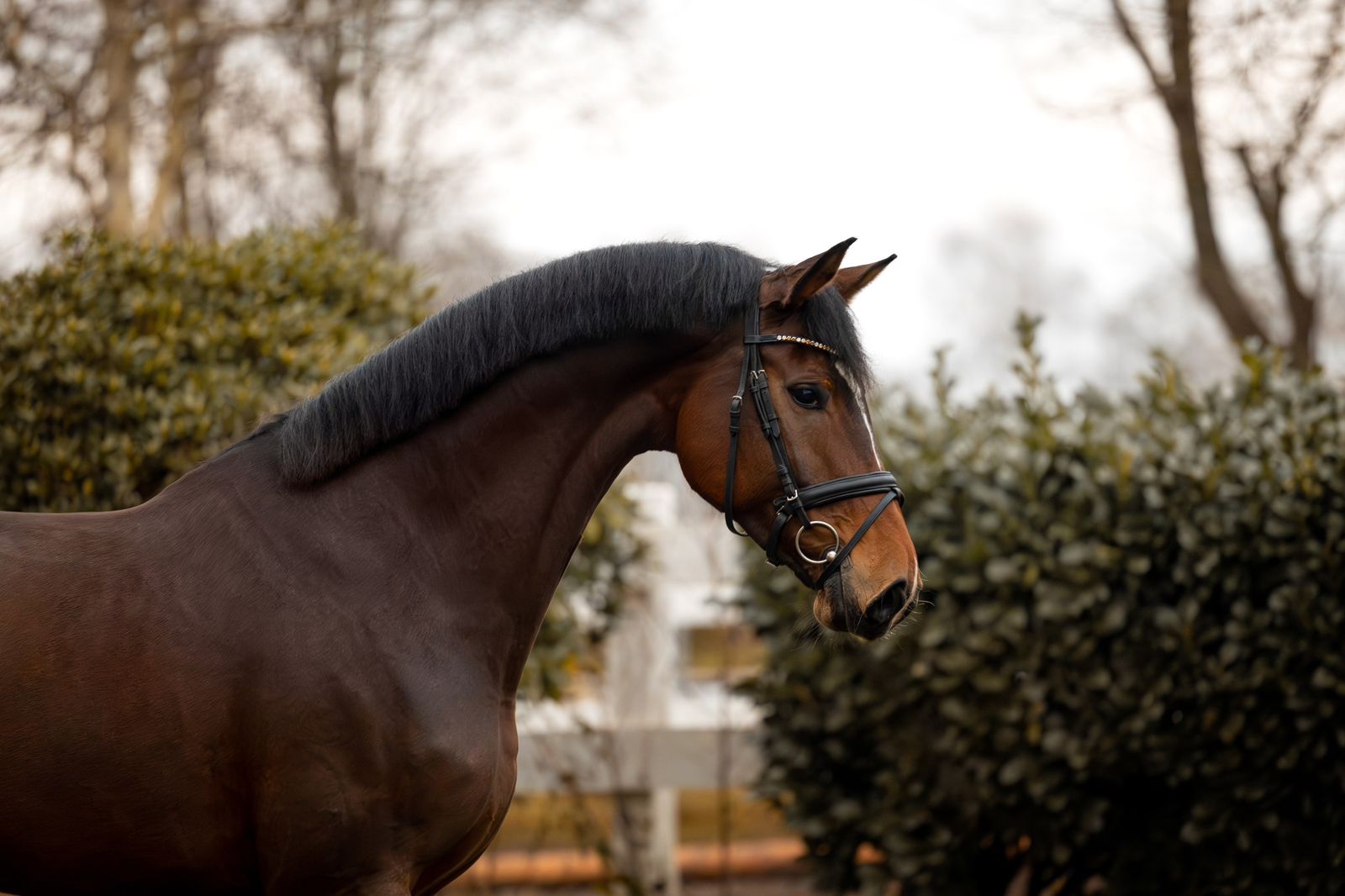 7 y.o. Super Quality Dressage Mare