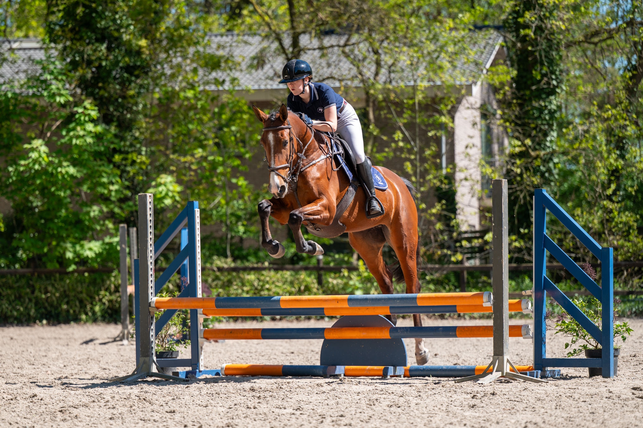 E.Domitilla II 6 y.o. bay Jumping Mare van www.olland.biz