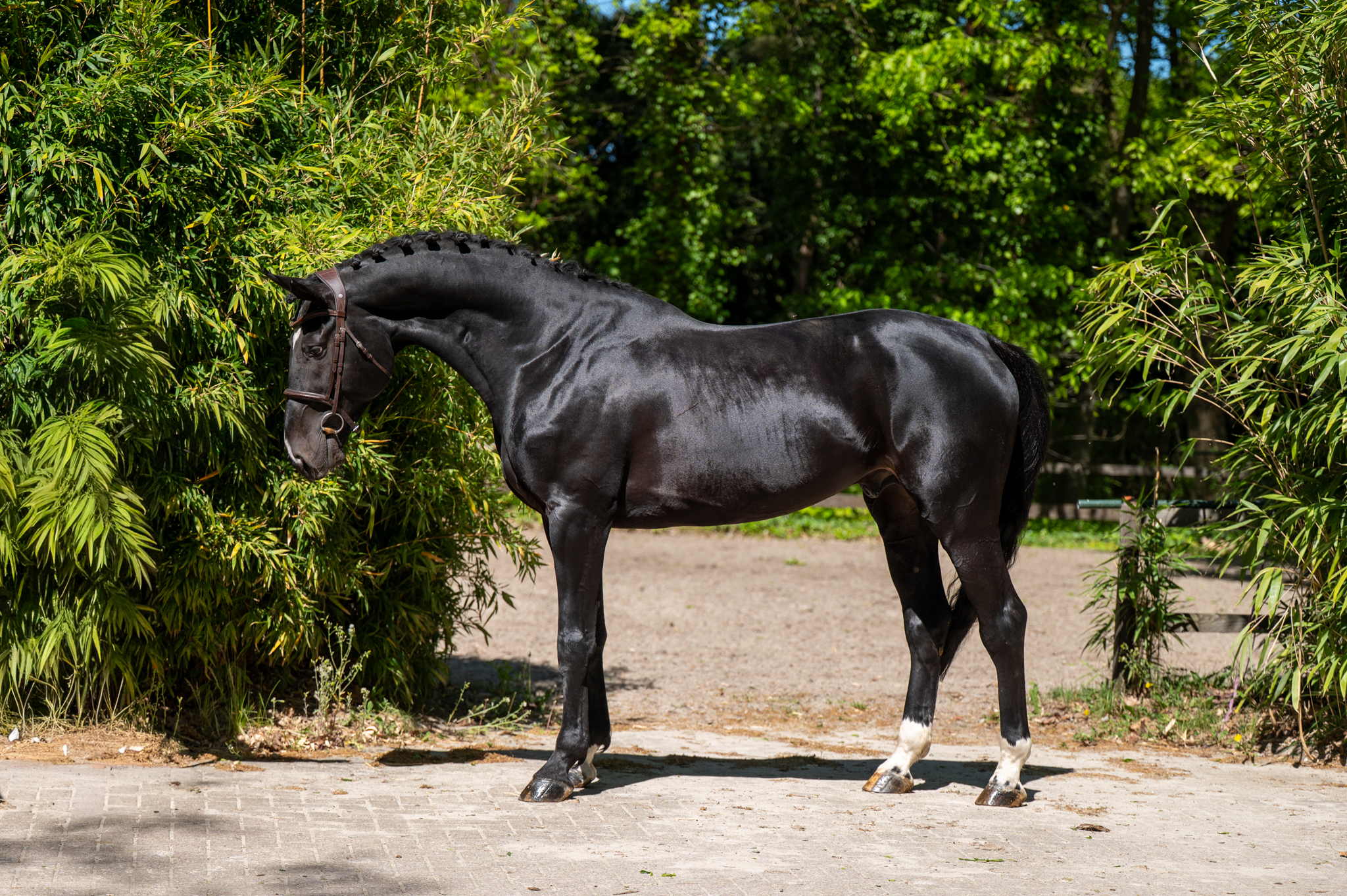 AES Query 6 y.o blackbay Jumping Stallion van www.olland.biz