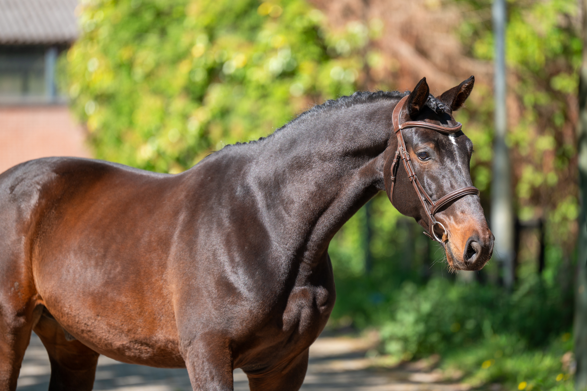 AES SQL 7 y.o. bay Jumping Gelding van www.olland.biz