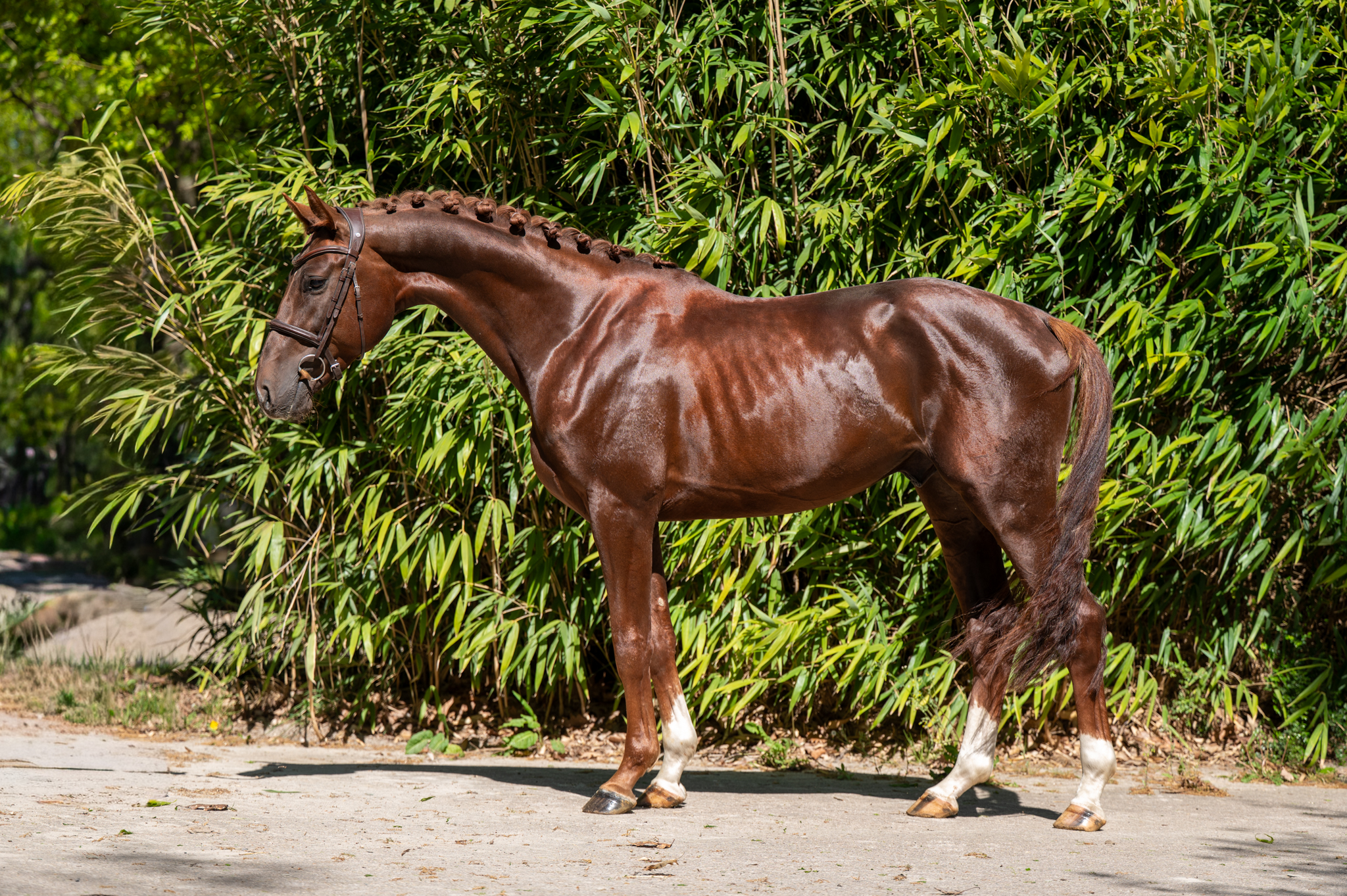 AES EDP 4 y.o. chestnut Jumping Stallion  van www.olland.biz