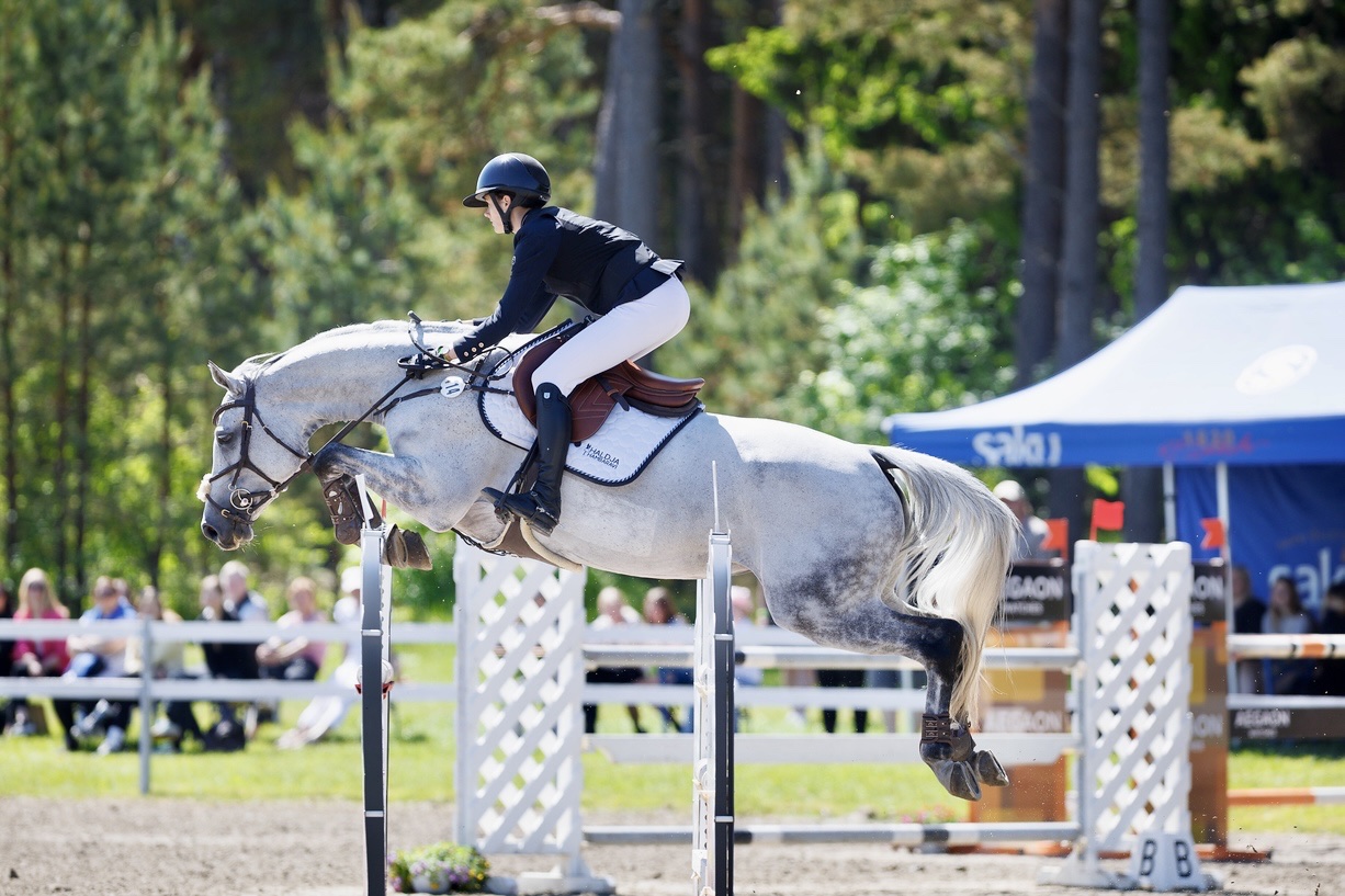 9 y.o. Grey Jumping Mare