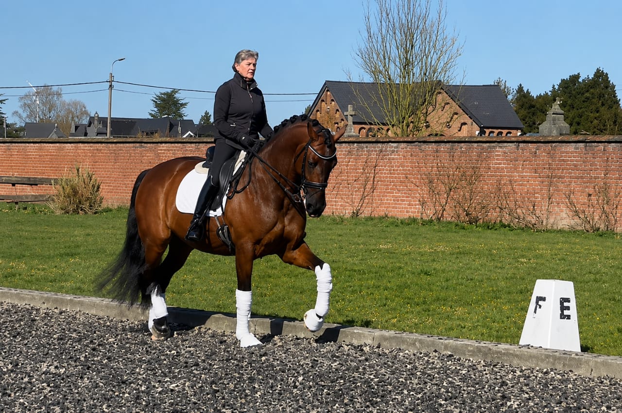 8 y.o. amateur friendly PSG gelding