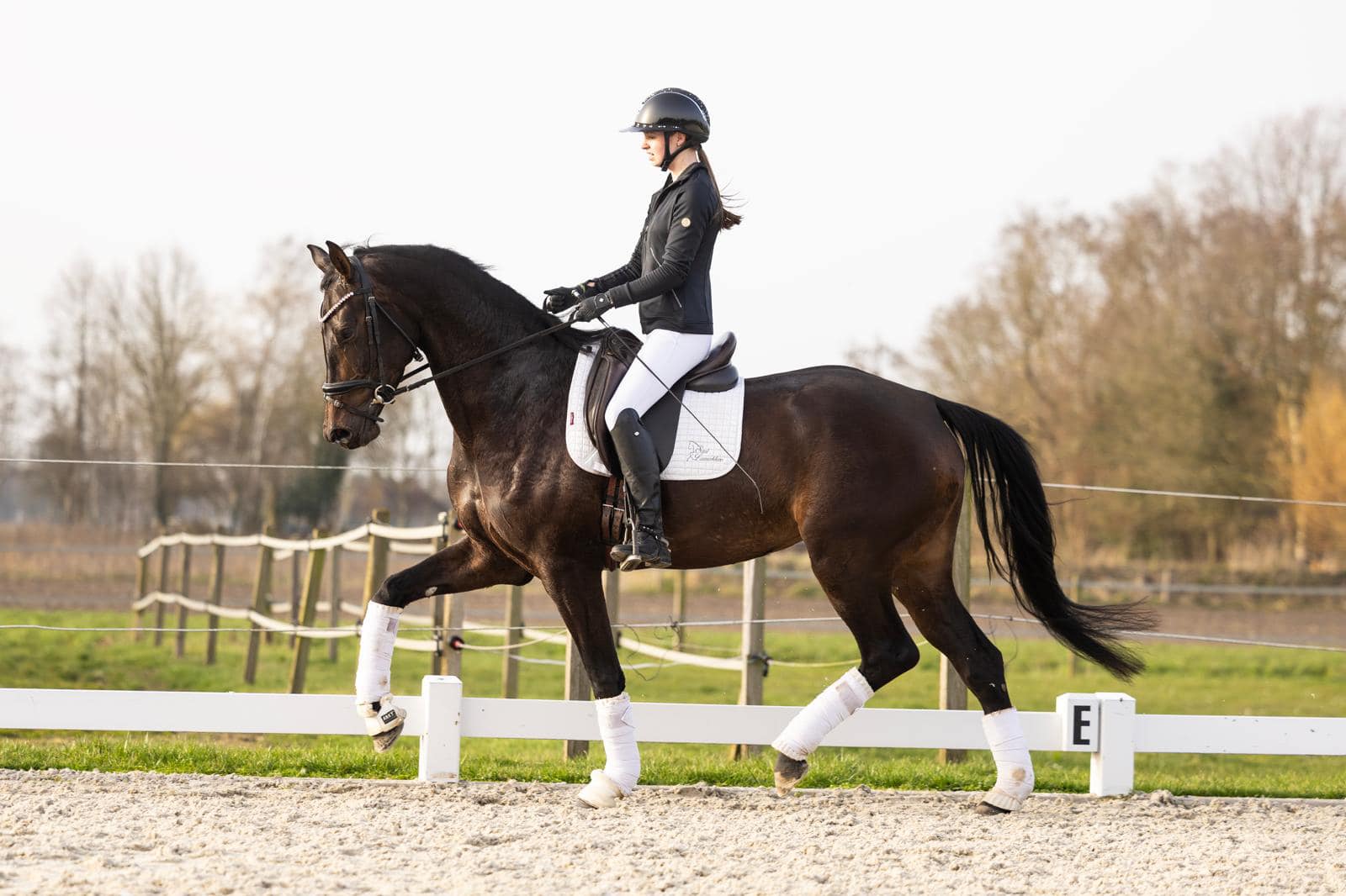 Talented Elite mare for sale
