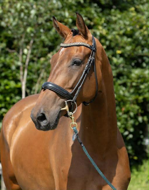 Pretty and talented 5 year old dressage bred mare