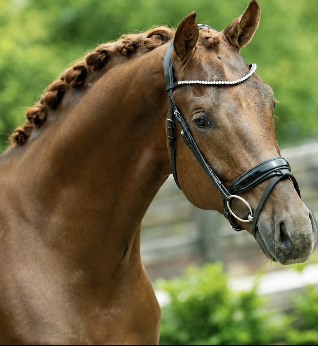 5 y.o. chestnut Dressage Gelding
