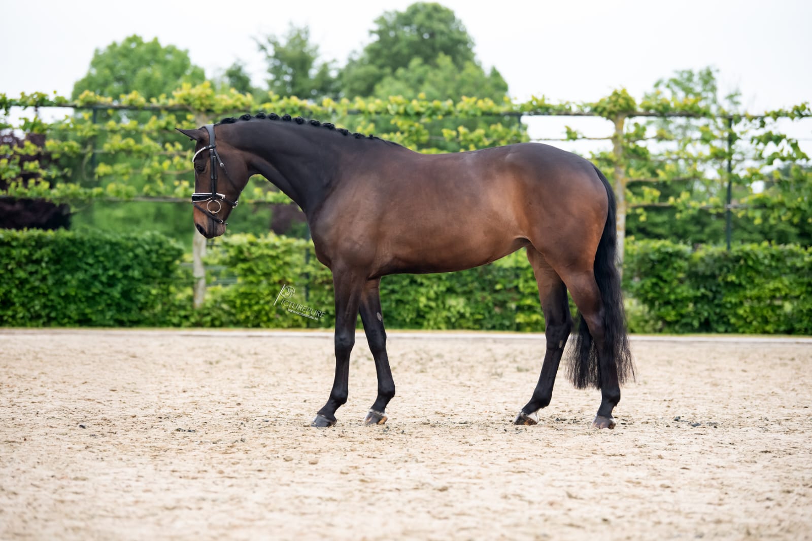 Promising 5 yo Oldenburg mare