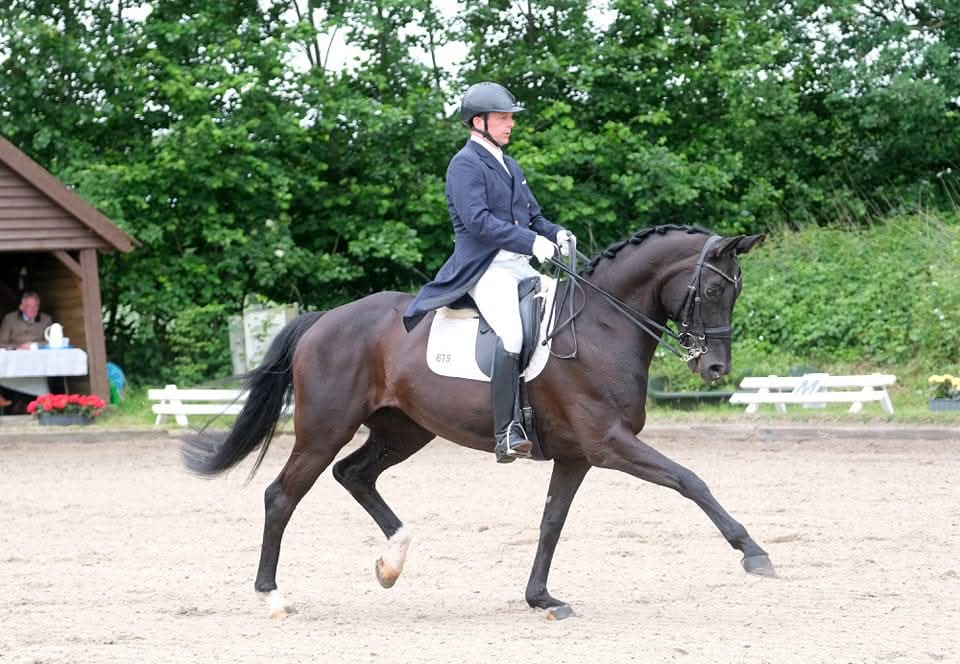 Inter II Schoolmaster and Junioren horse