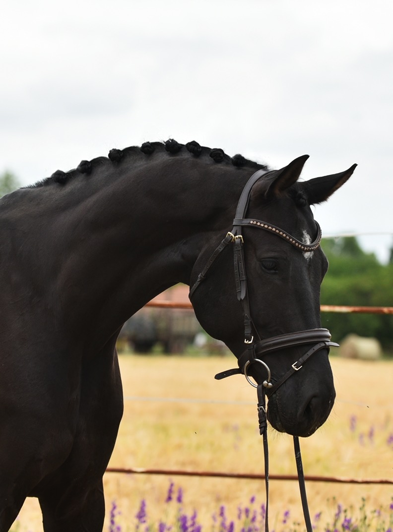 7 y.o. black bay Jumping Gelding