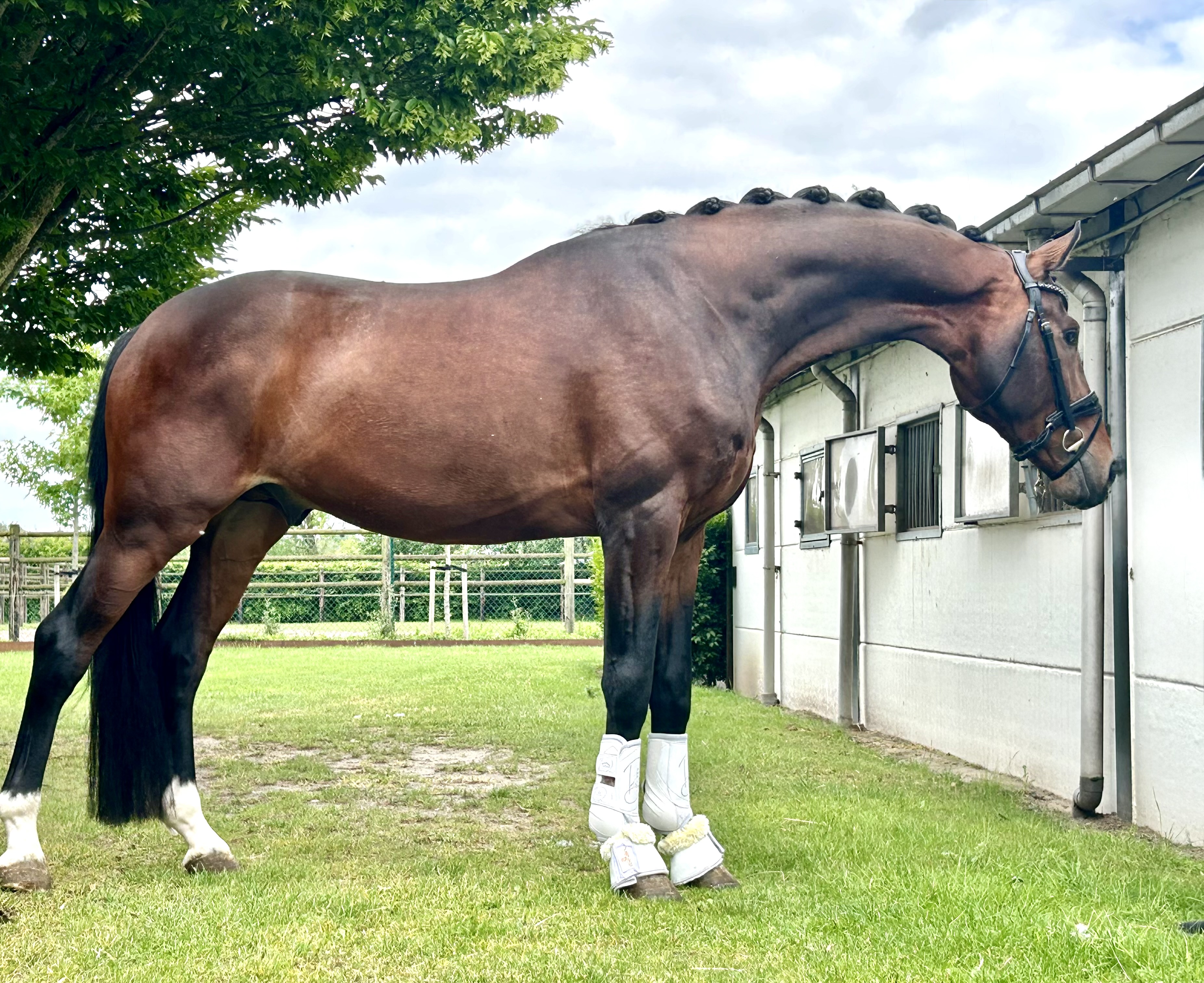 4 y.o. bay Dressage Stallion