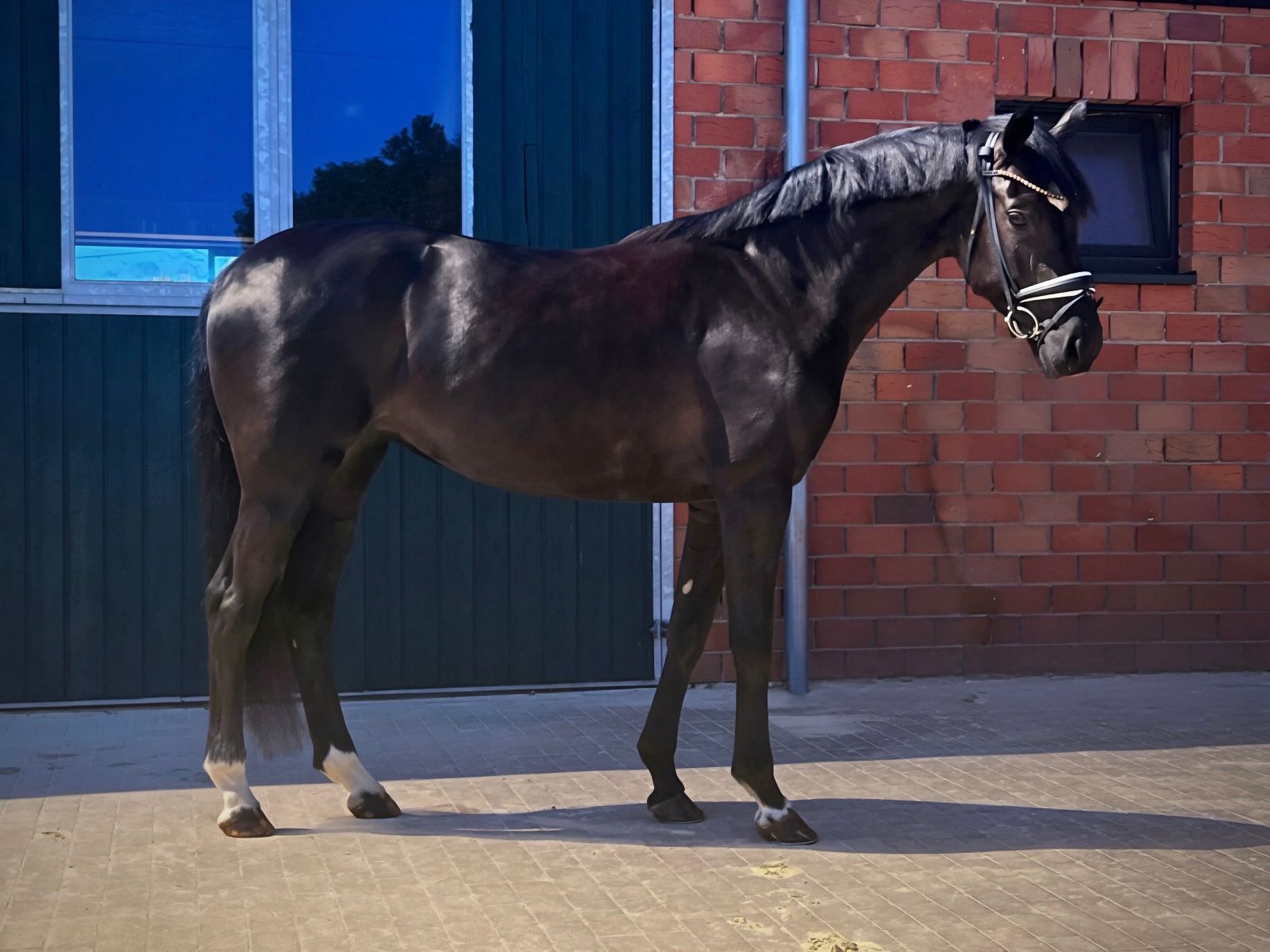 5 y.o. black Dressage Mare