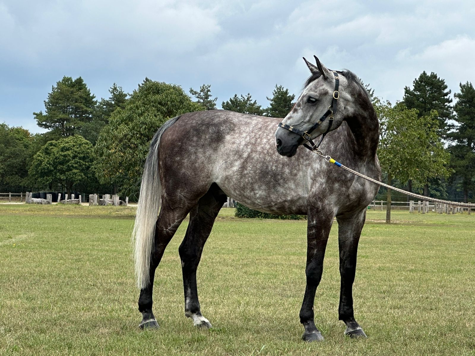 8 y.o. Jumping Gelding