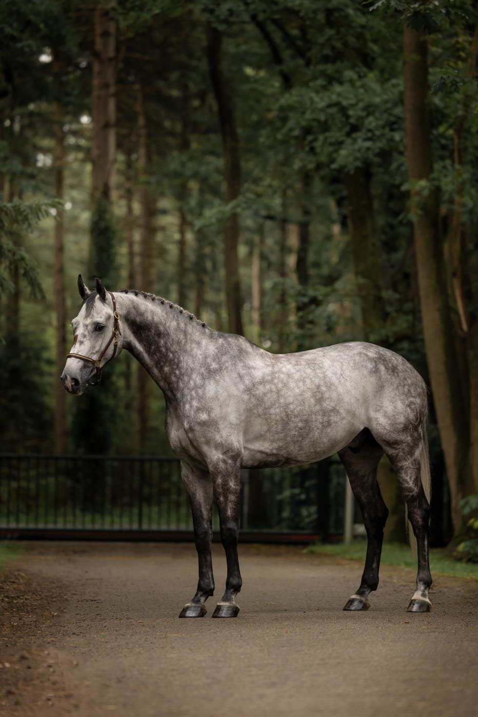 8 y.o. Jumping Gelding