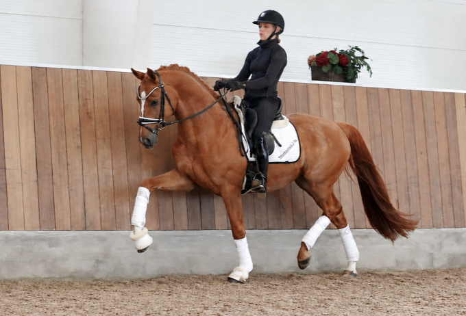 Nollundgaards D’artagnan