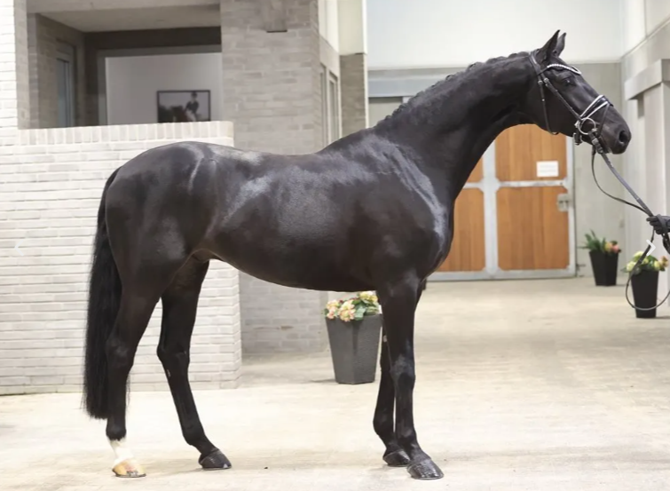 Brandtbjerg Farreau, talented 6 yo gelding