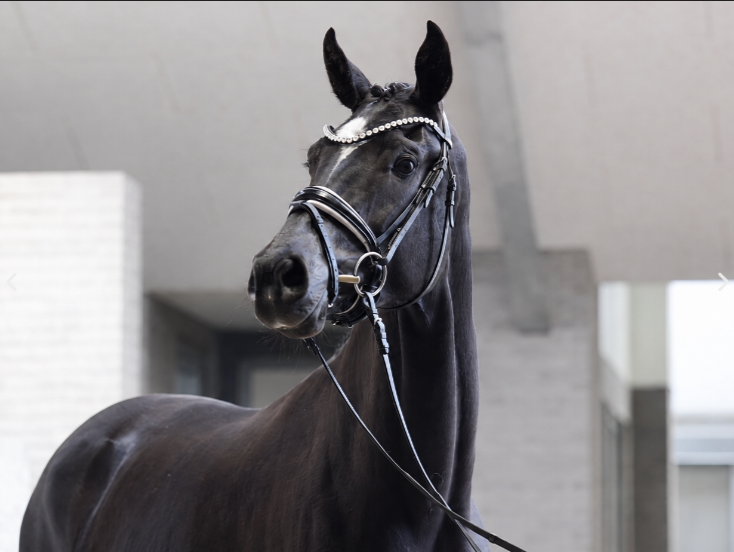 Lindegårdens Farina, 4 yo mare by Blue Hors Farrell