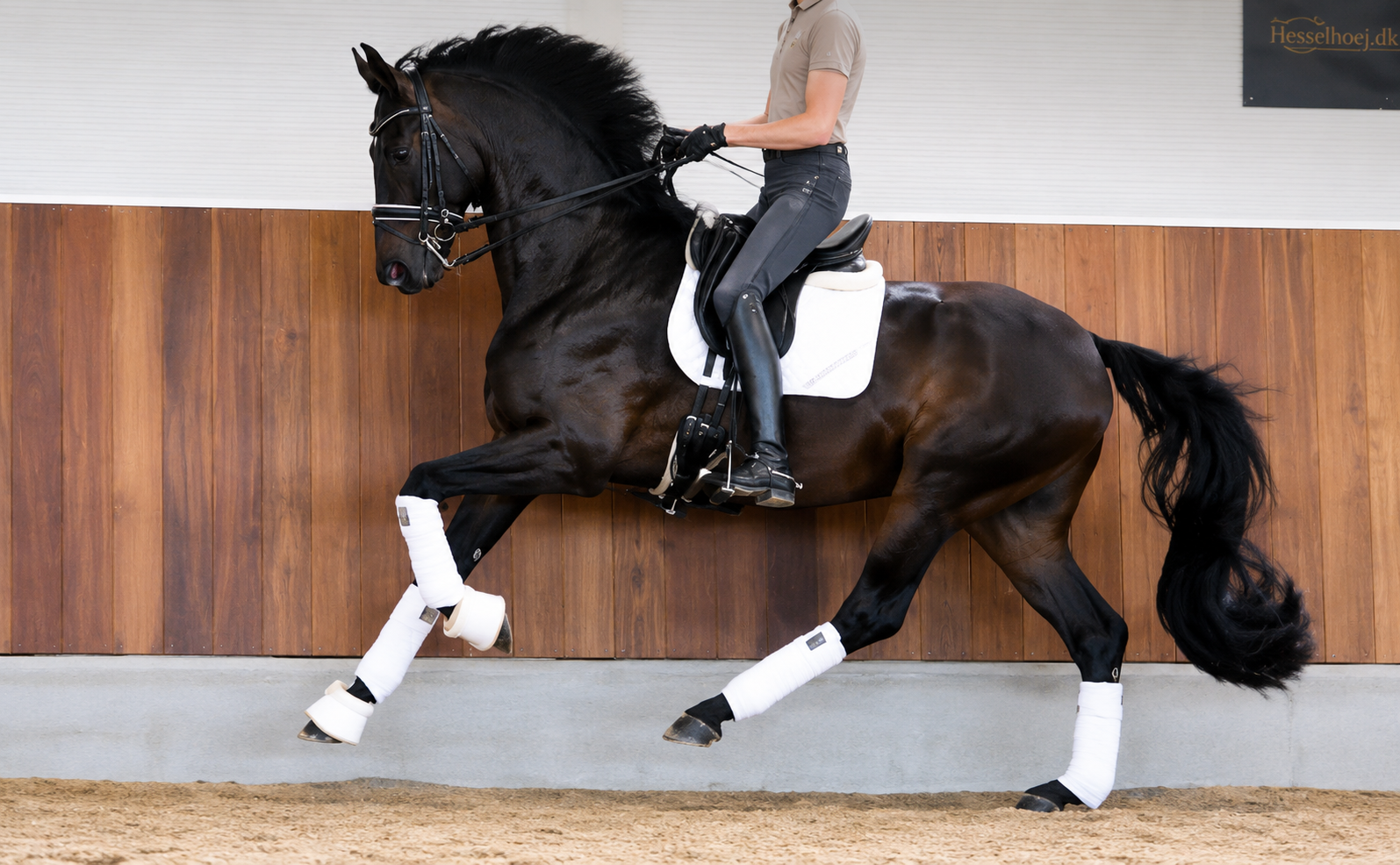 Derry G., expressive 7 yo GP prospect