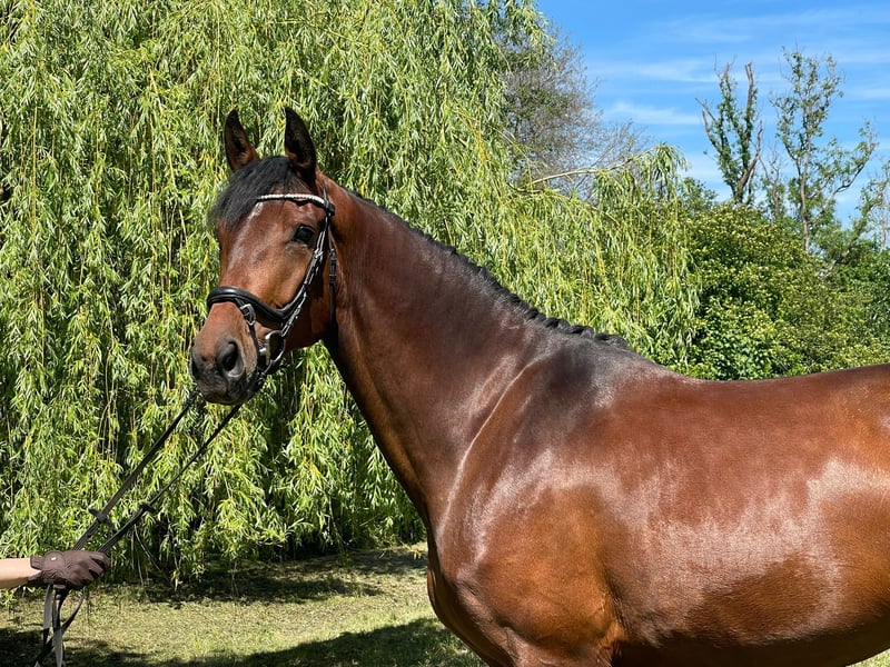 4 y.o. bay Dressage Mare