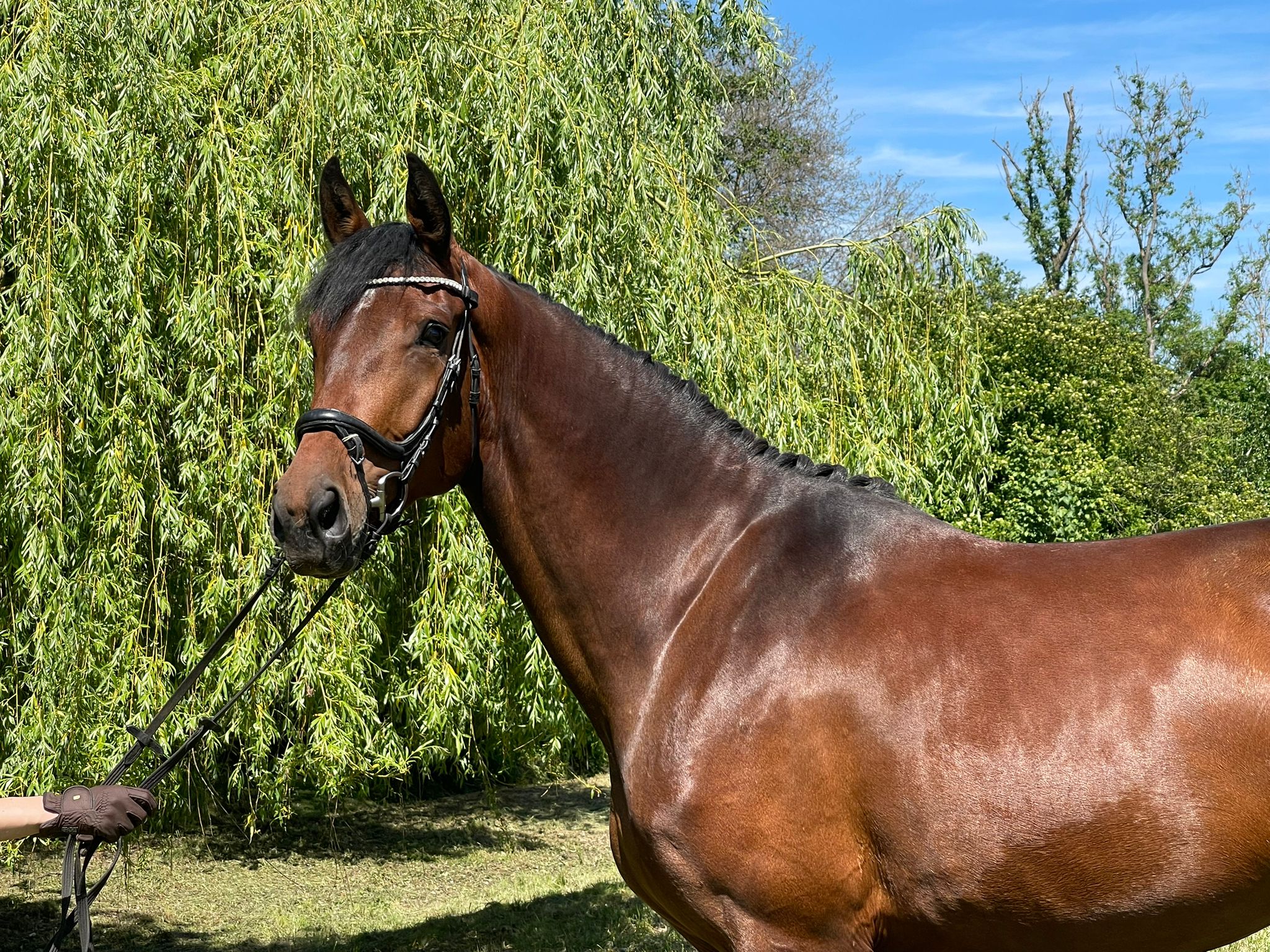 4 y.o. bay Dressage Mare
