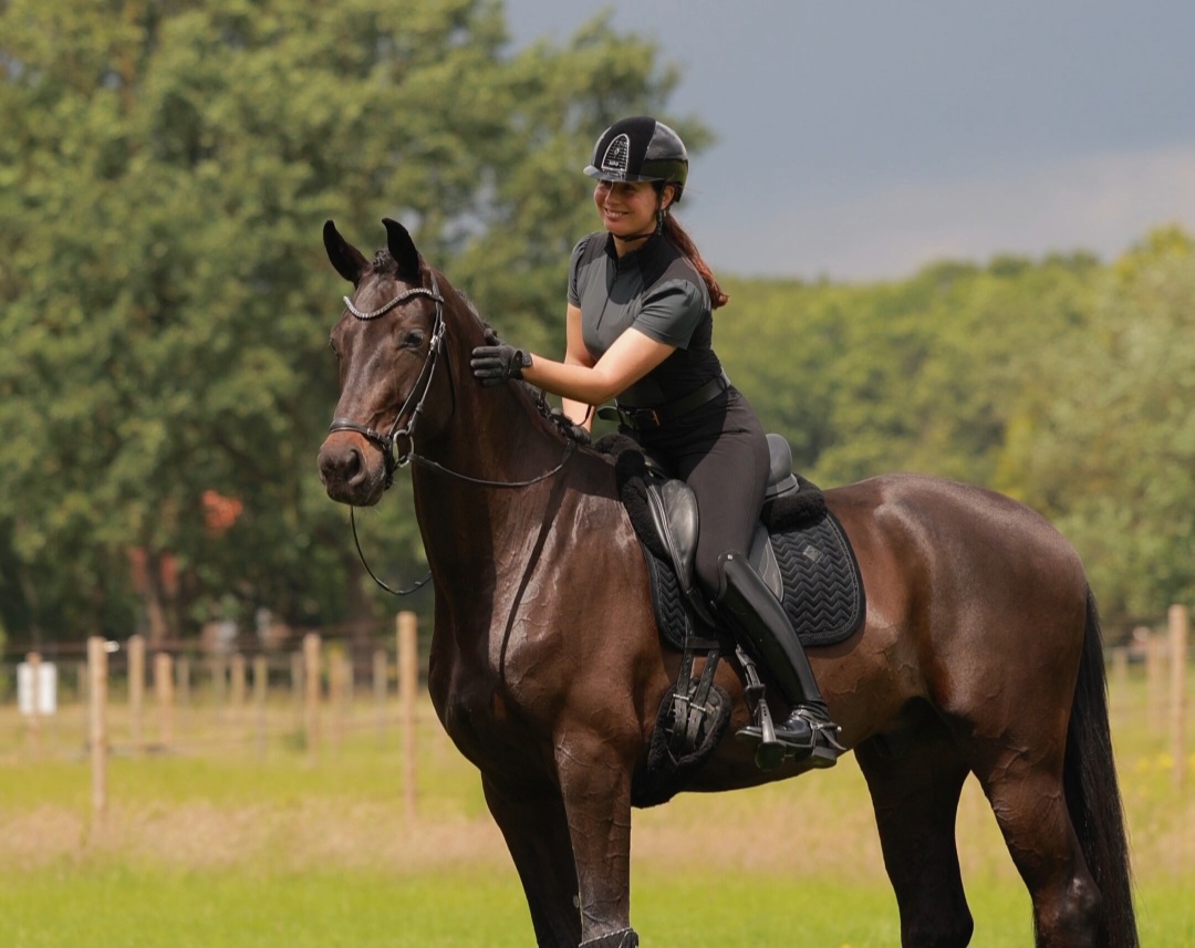 Top character 4 yo gelding