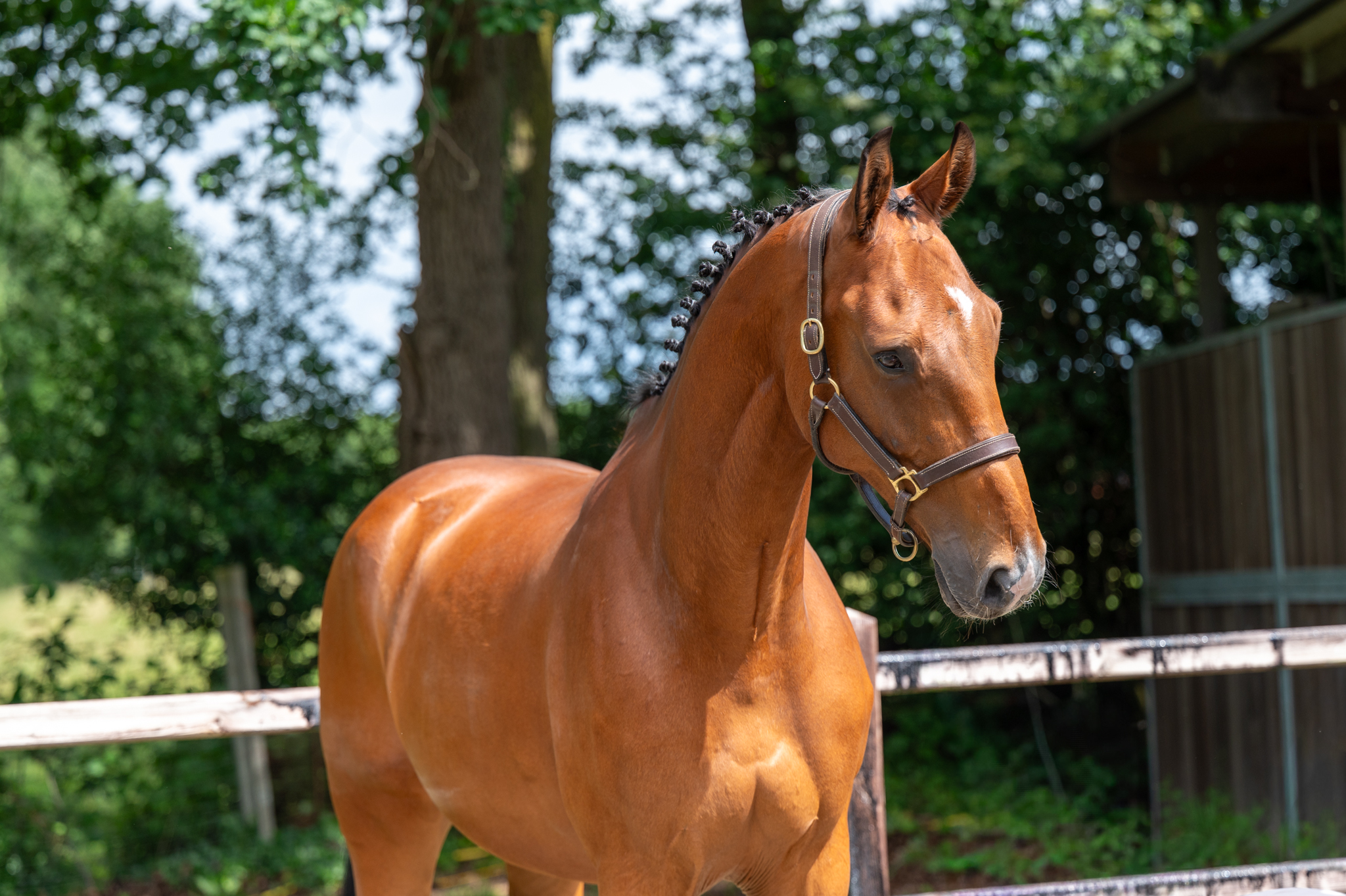 12 Y.o. Bay Jumping Gelding Opium vd Kriekenberg ☆ ELDORADO