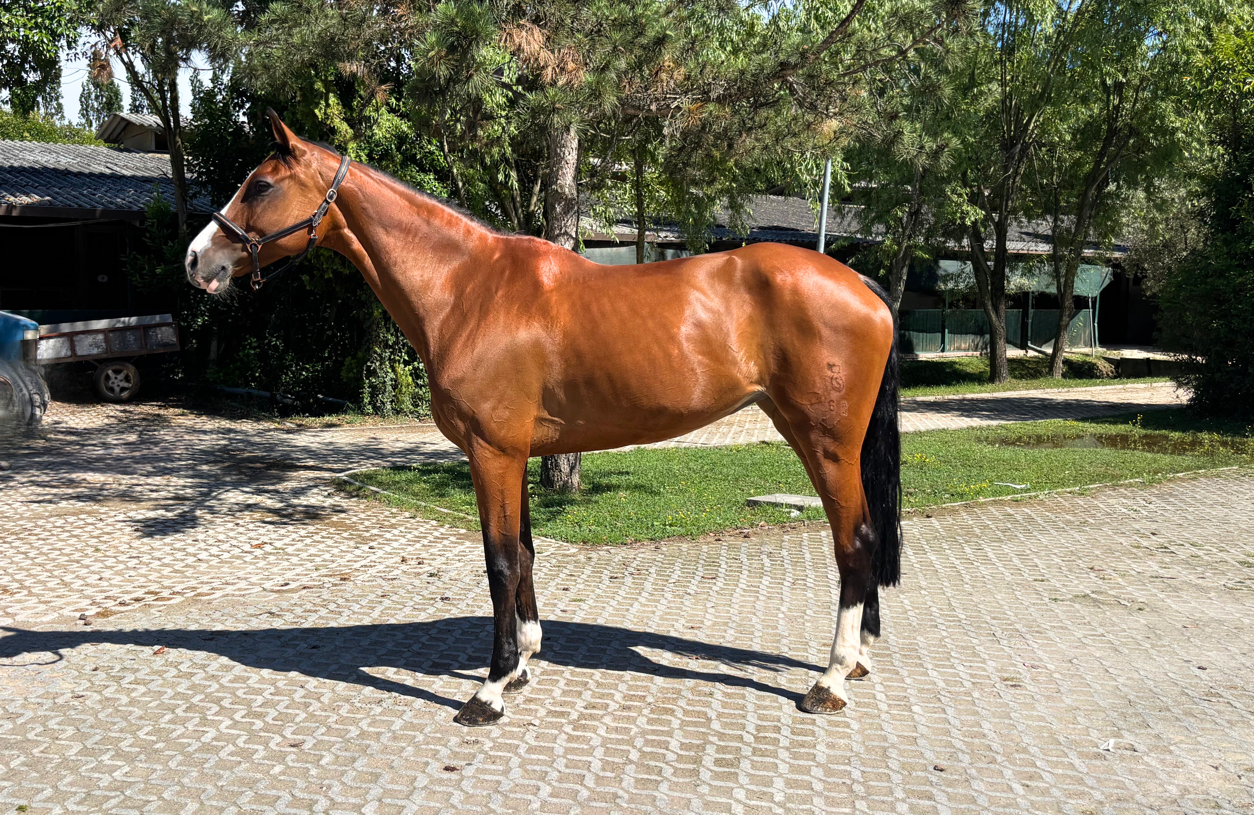 11 Y.o. Bay Jumping Mare Calet CASALLCO x CLINTON II