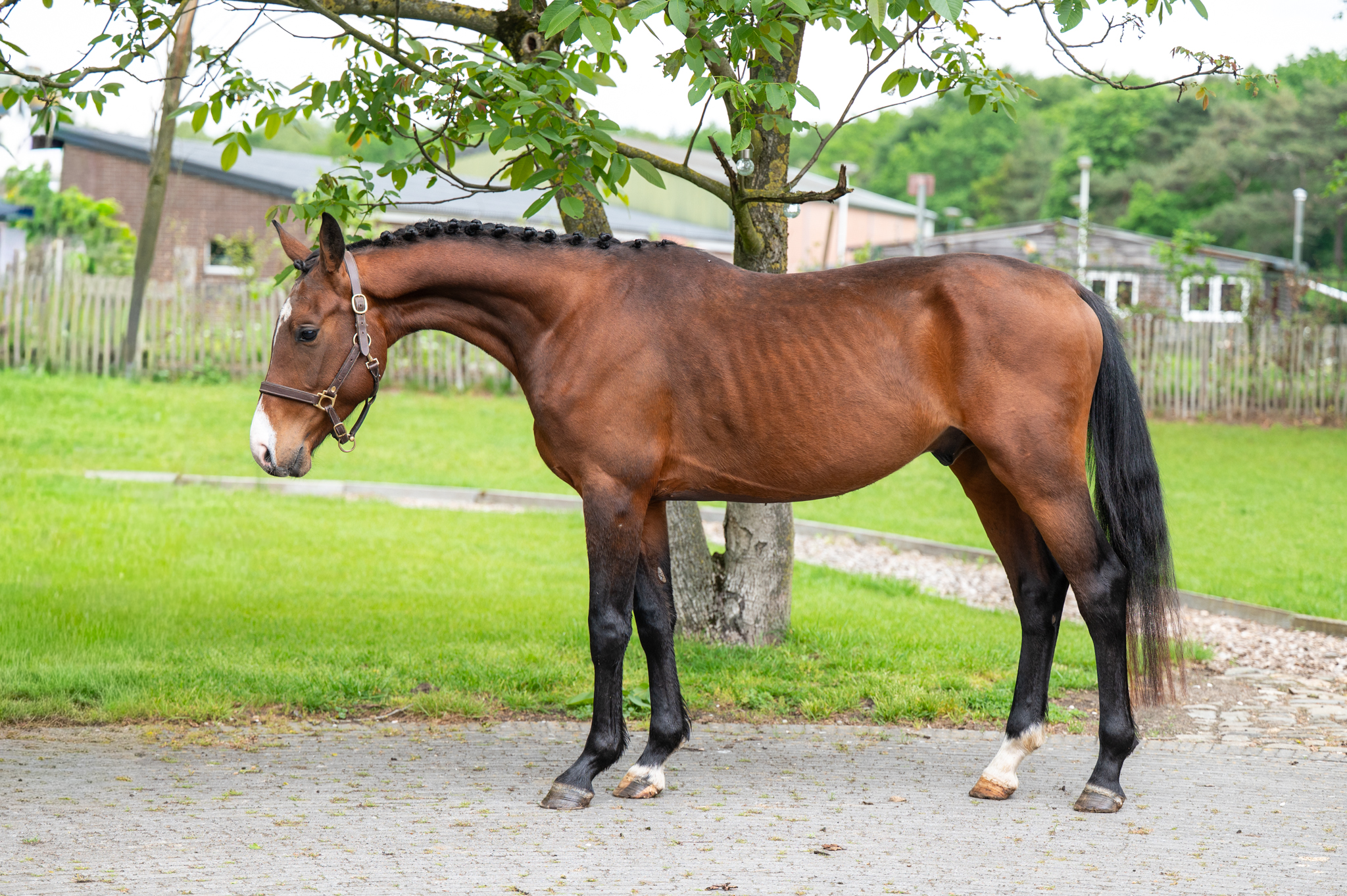 4 Y.o. Bay Jumping Stallion Salt Lux AZ Z SALT LAKE CITY 4 x