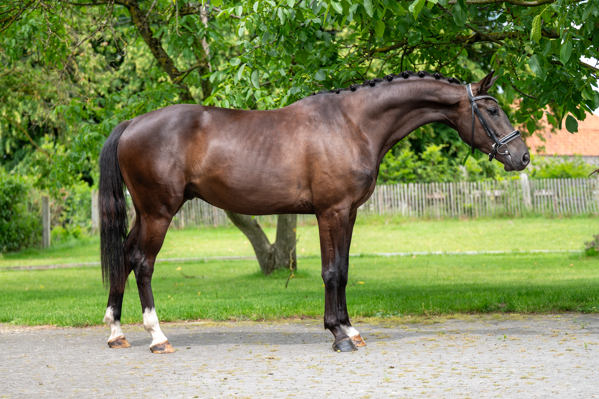 3 Y.o. Black Bay Jumping Gelding Tiesto KJENTO x DELATIO