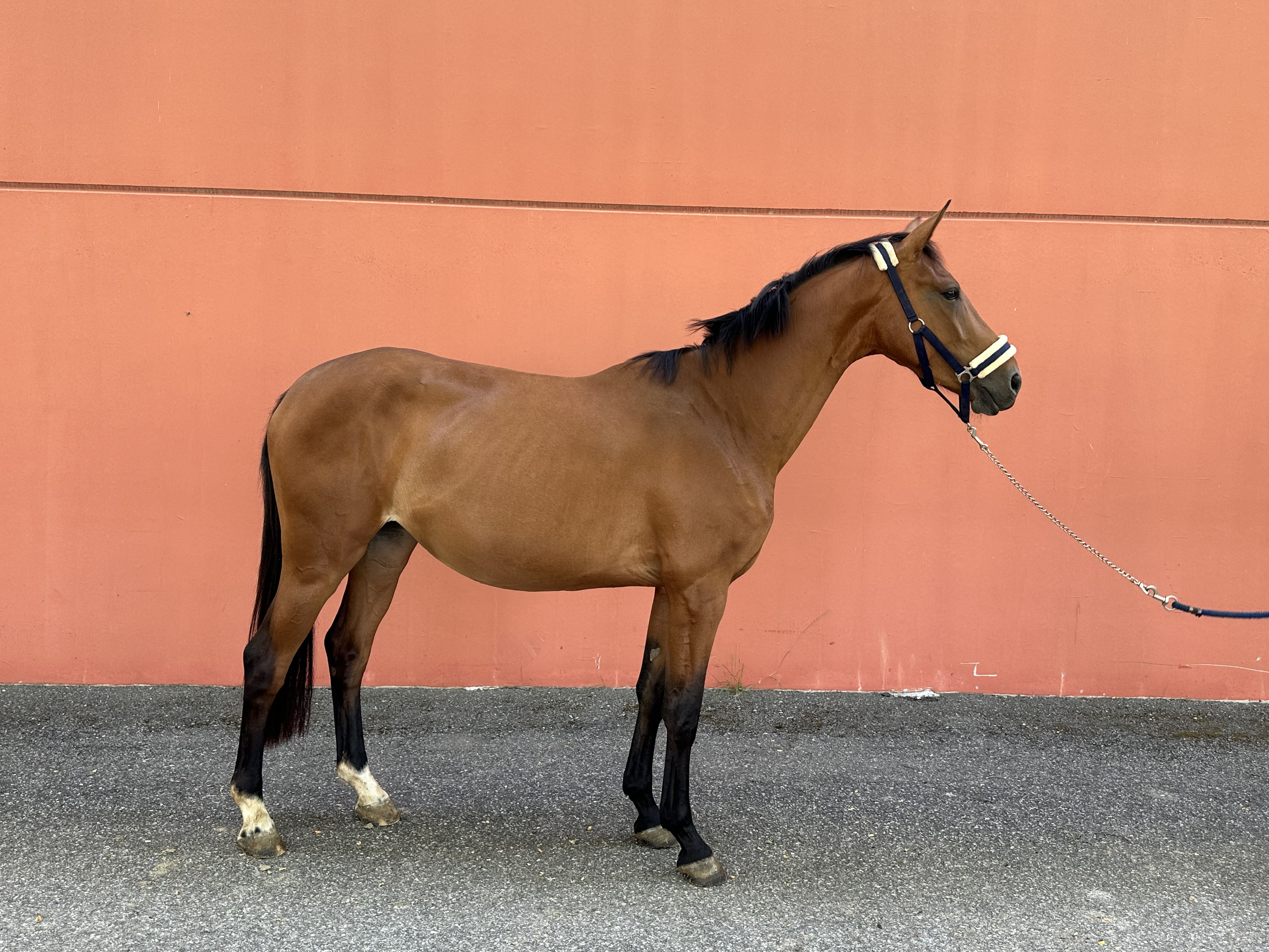 3 Y.o. Bay Jumping Mare Tiger Lily AMA CARRERA VDL x QUIDAM
