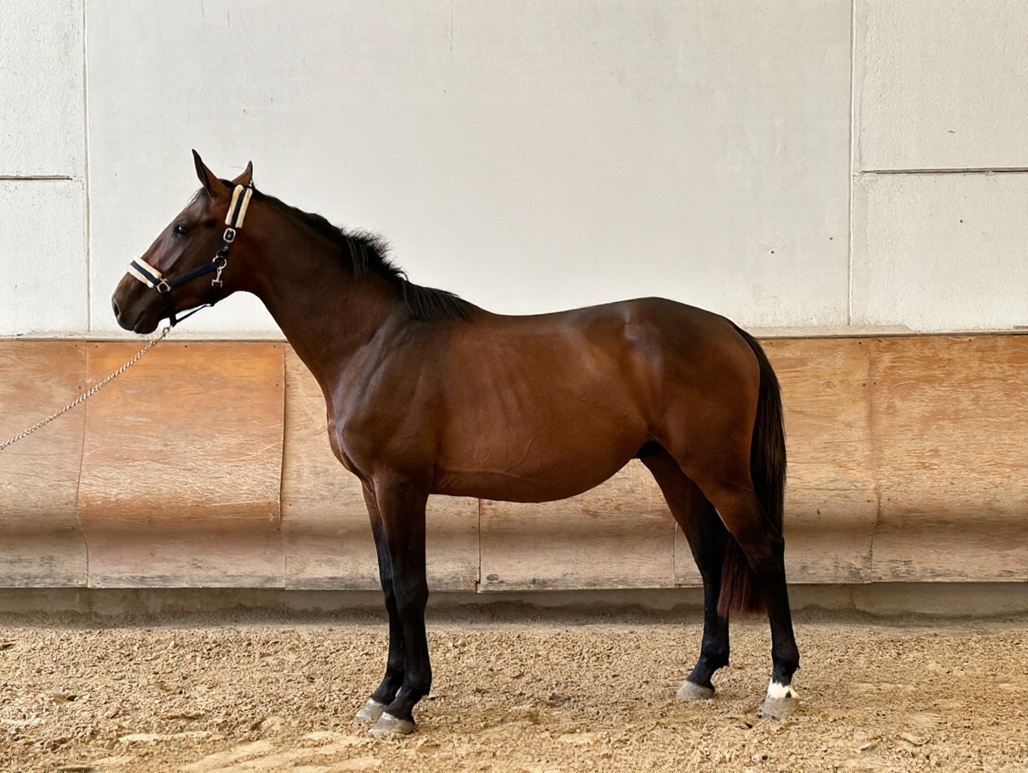 3 Y.o. Bay Jumping Stallion Django AMA Z DENZEL VH MEUELNHOF