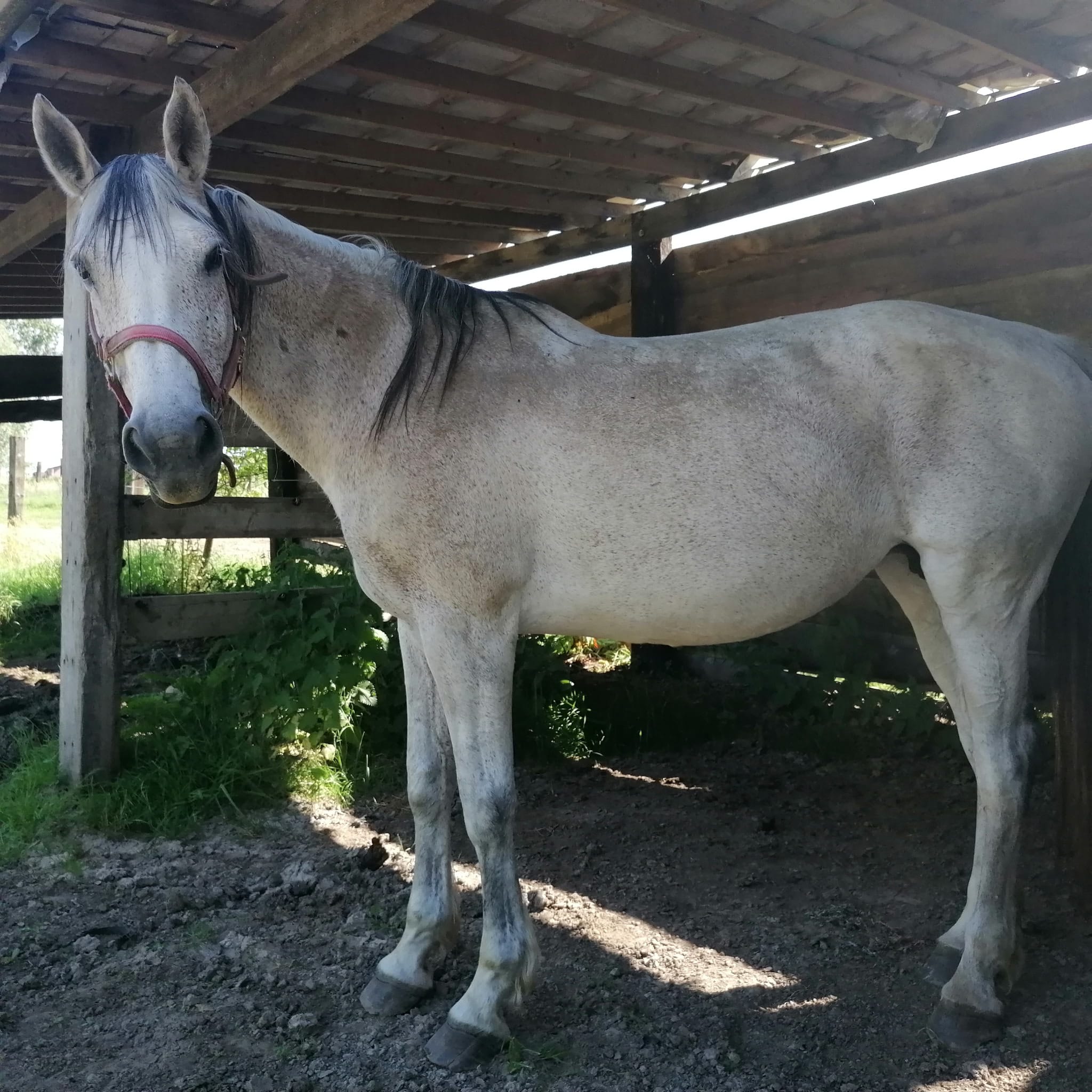 15 y.o. Grey Breeding Mare Lagoena van Essell ☆☆ TRIOMPHE DE