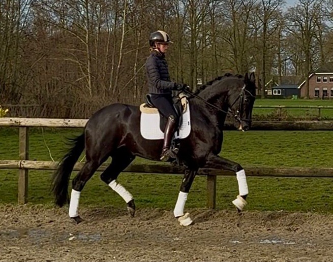 5 yo amazing mare by Lord Europe