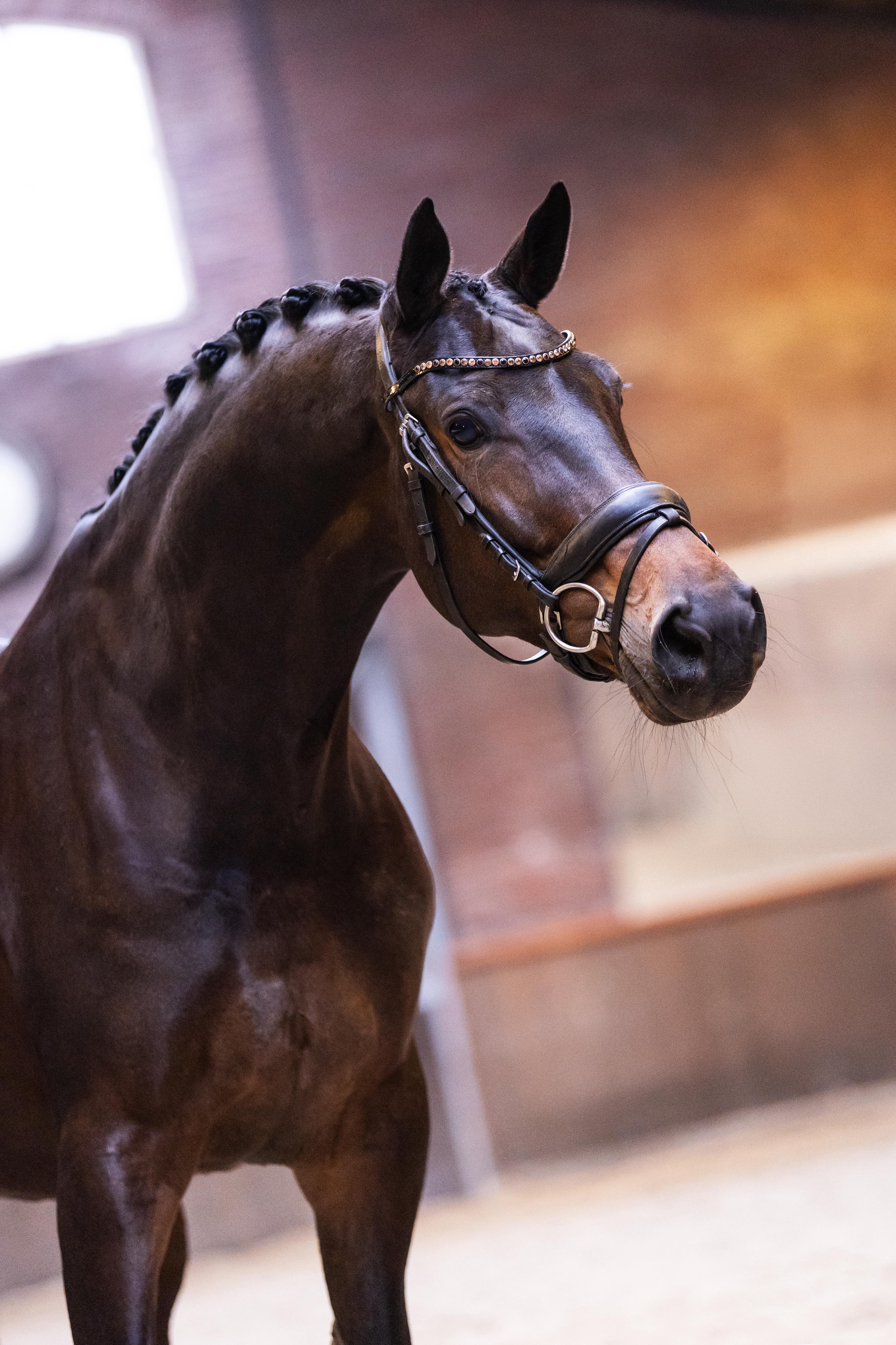 9 yo mare by Totilas
