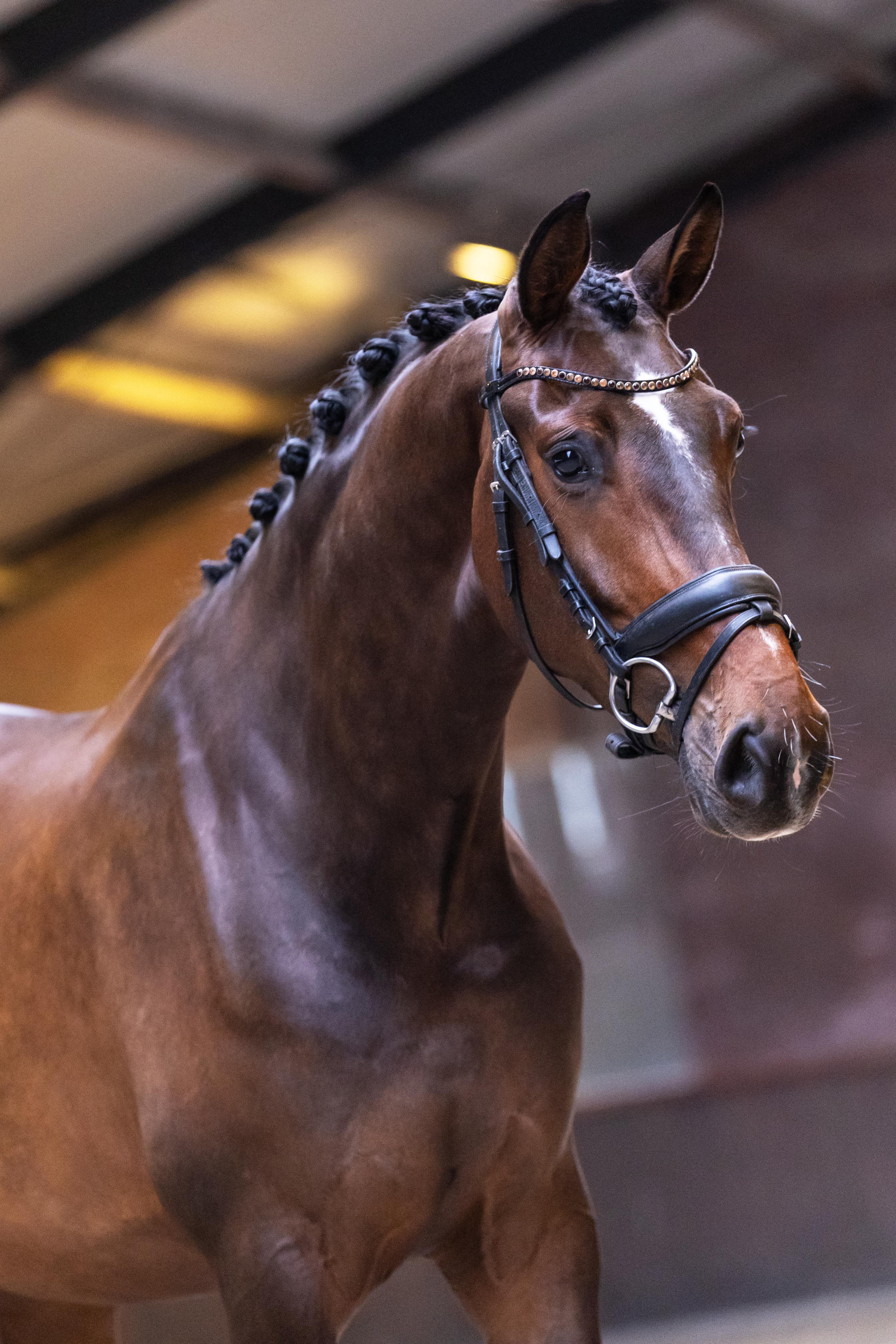 Sweet 4 yo mare by So Perfect