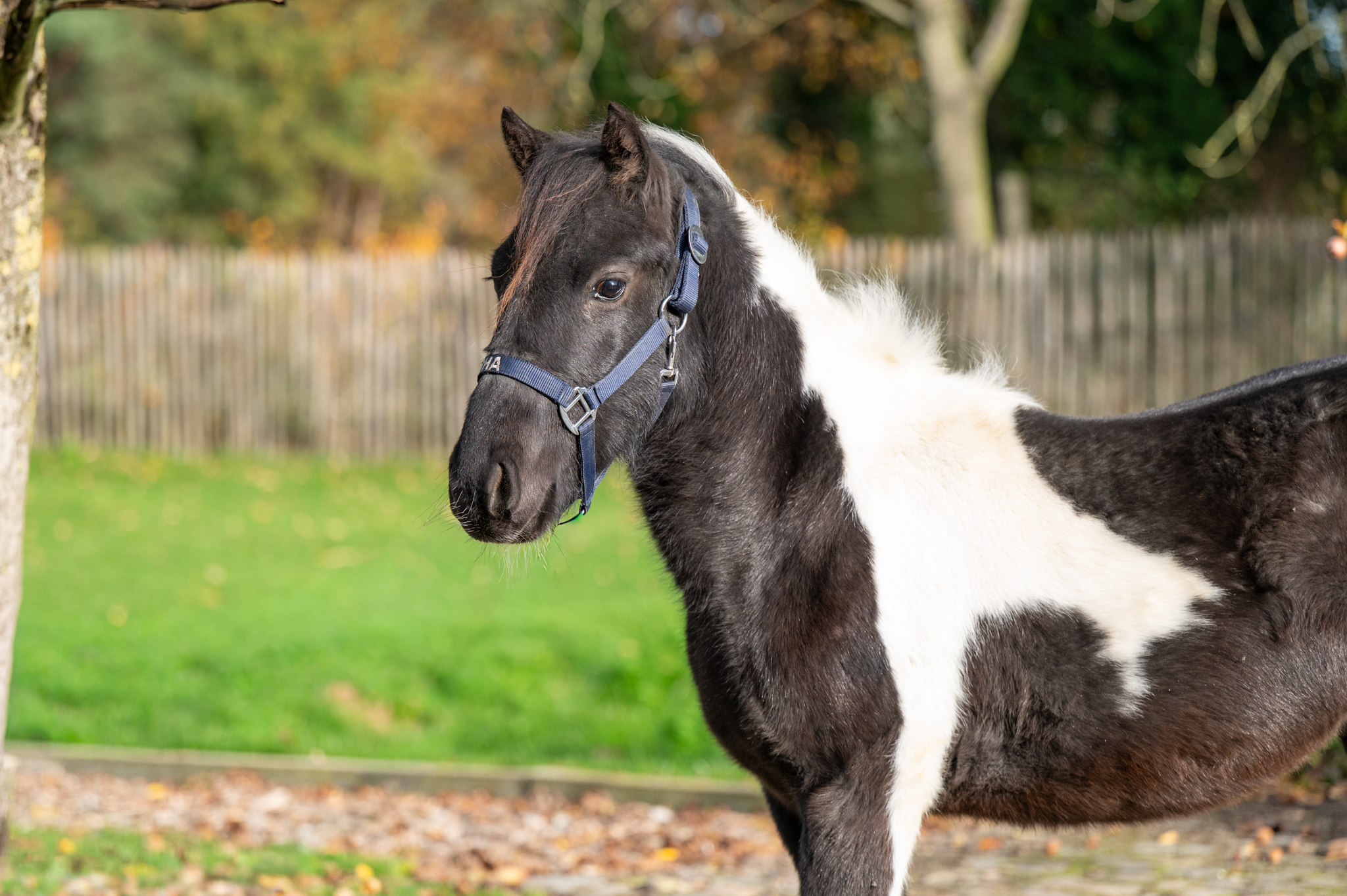3 Y.o. Recreation Coloured Stallion Otoa Pony height 116