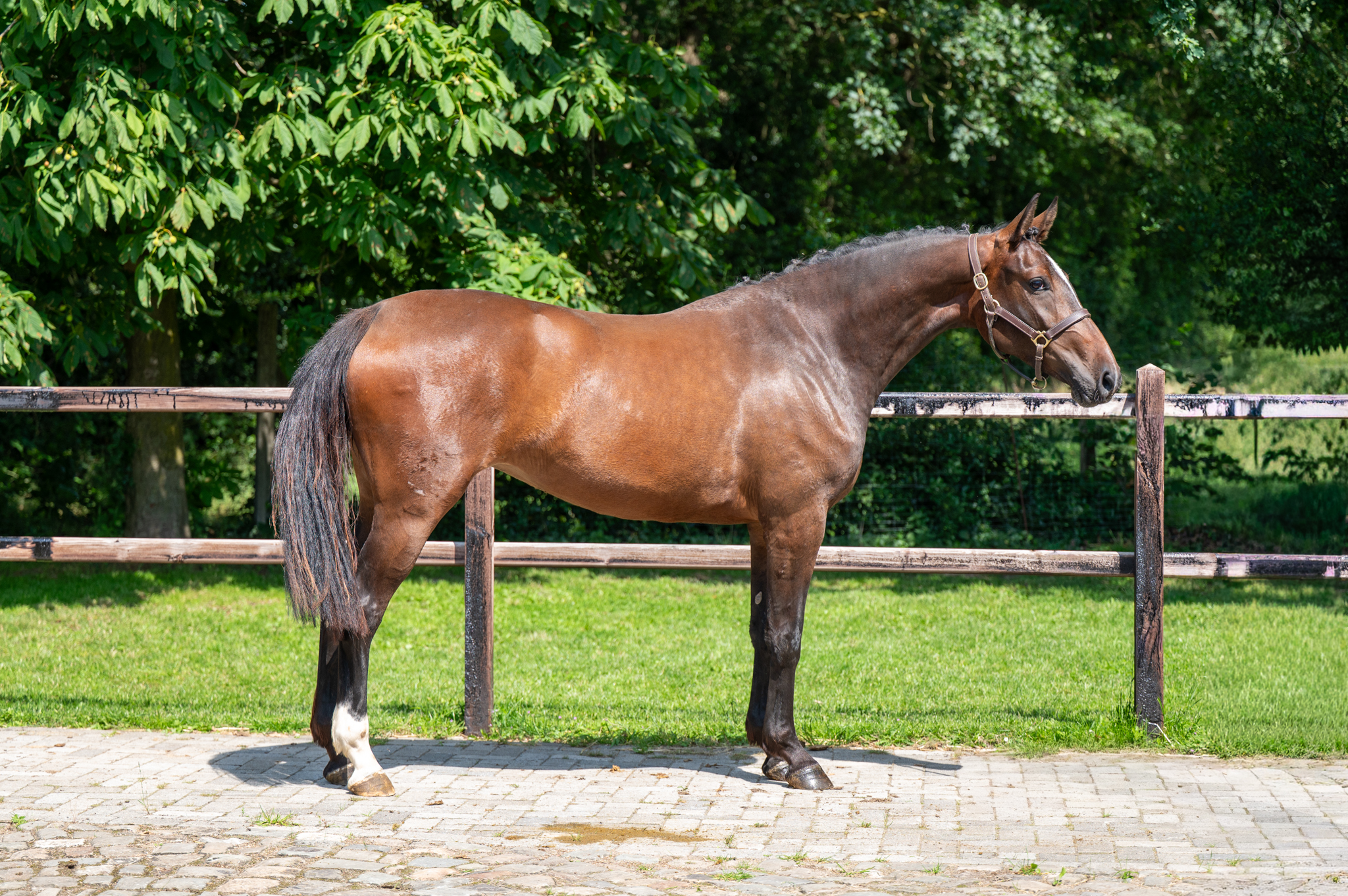 3 Y.o. Bay Jumping Mare Liangela Z LIANOS SITTE x TANGELO VD