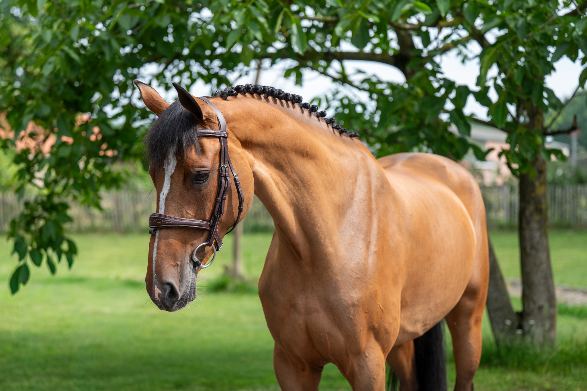 8 Y.o. Bay Jumping 120 cm Mare Thalassa Swedisch Warmblood
